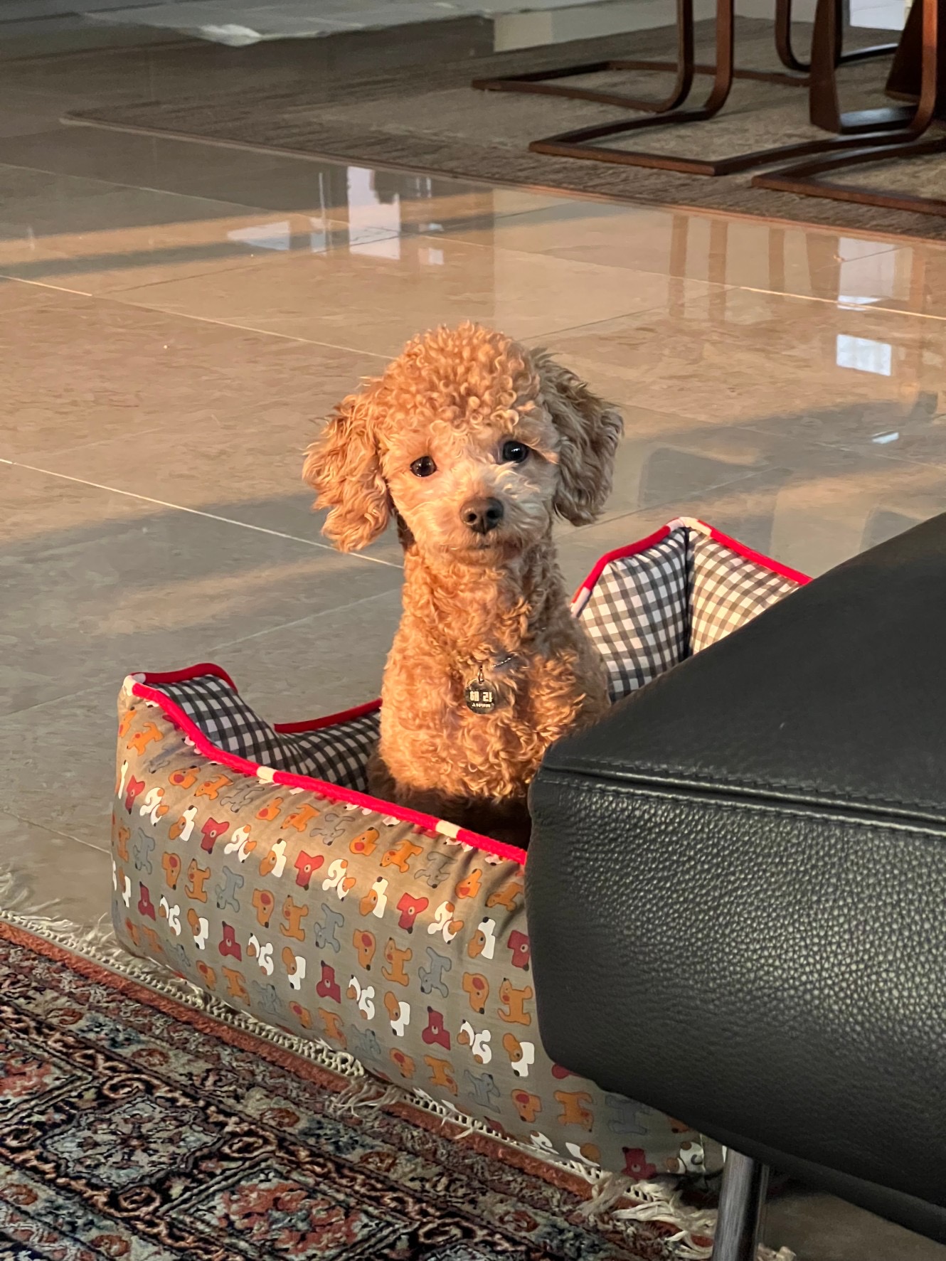 해리입양 7일차 이야기에요~