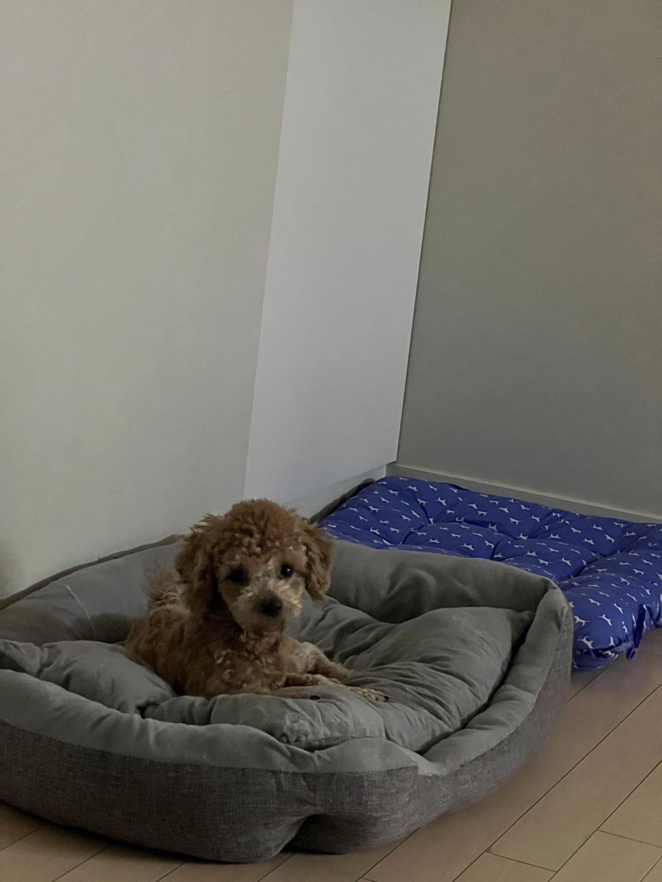 해리입양 7일차 이야기에요~