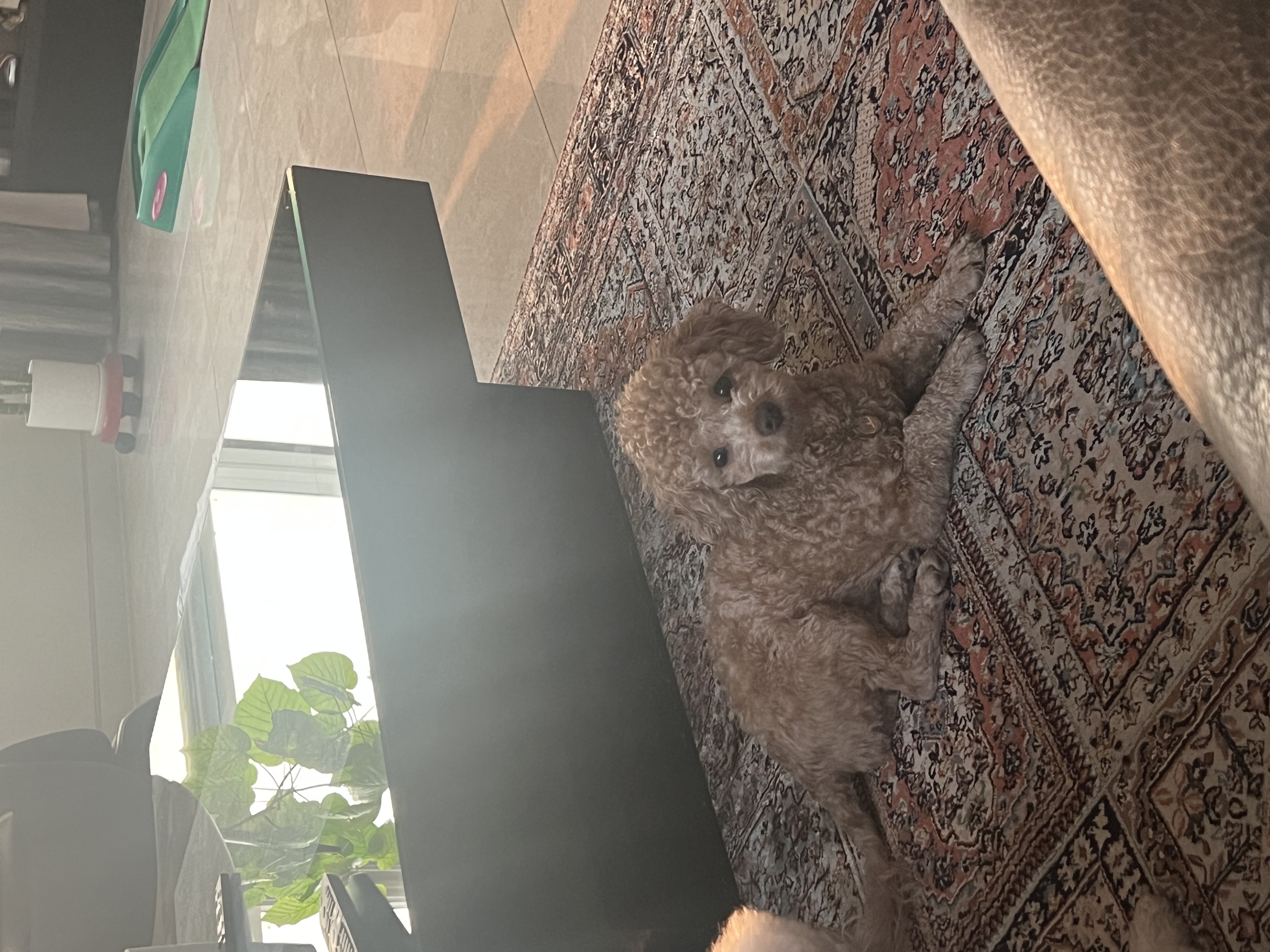 해리입양 7일차 이야기에요~