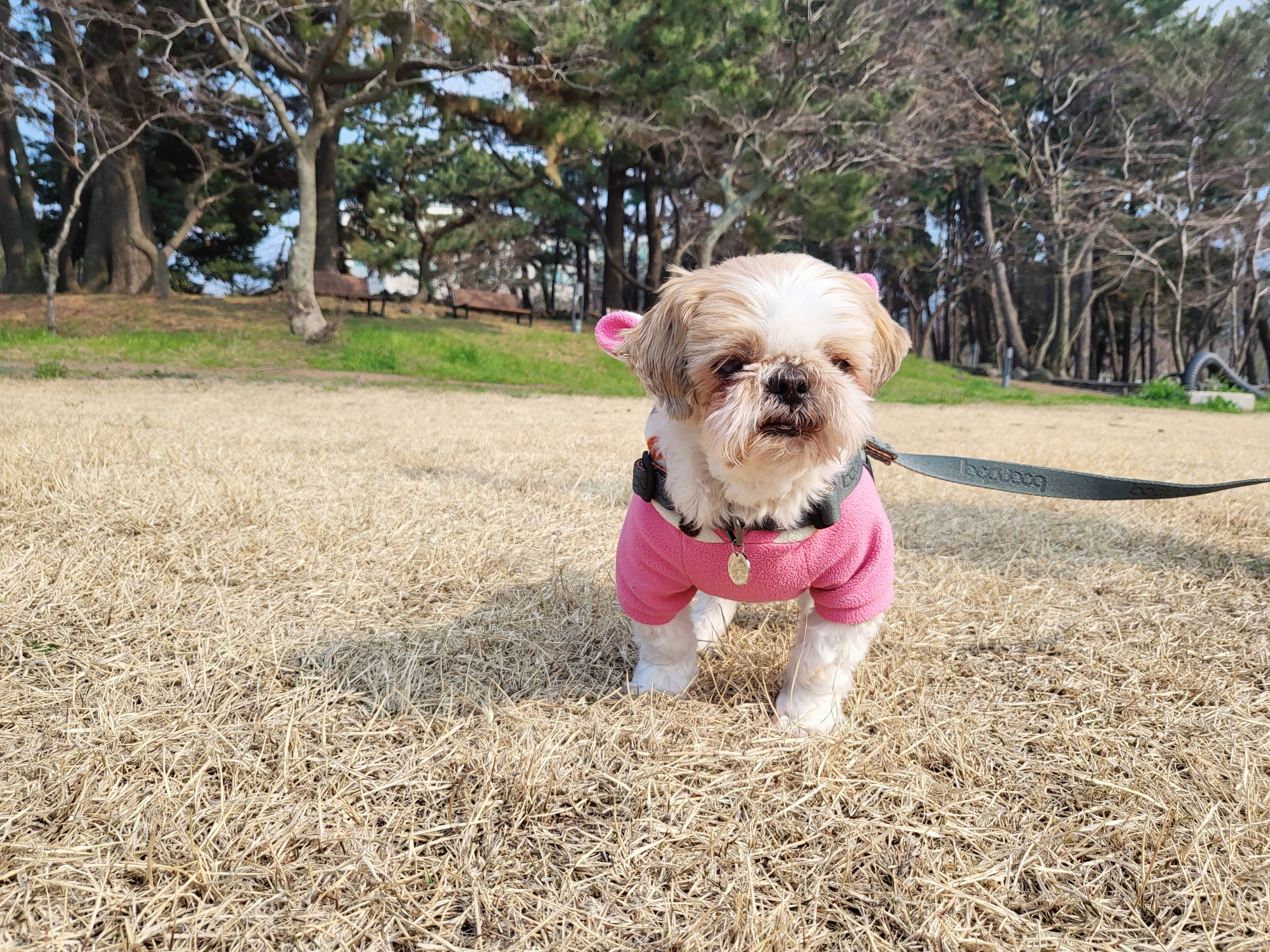 율무, 수수(춘식이) 딱 일주일 됐네요