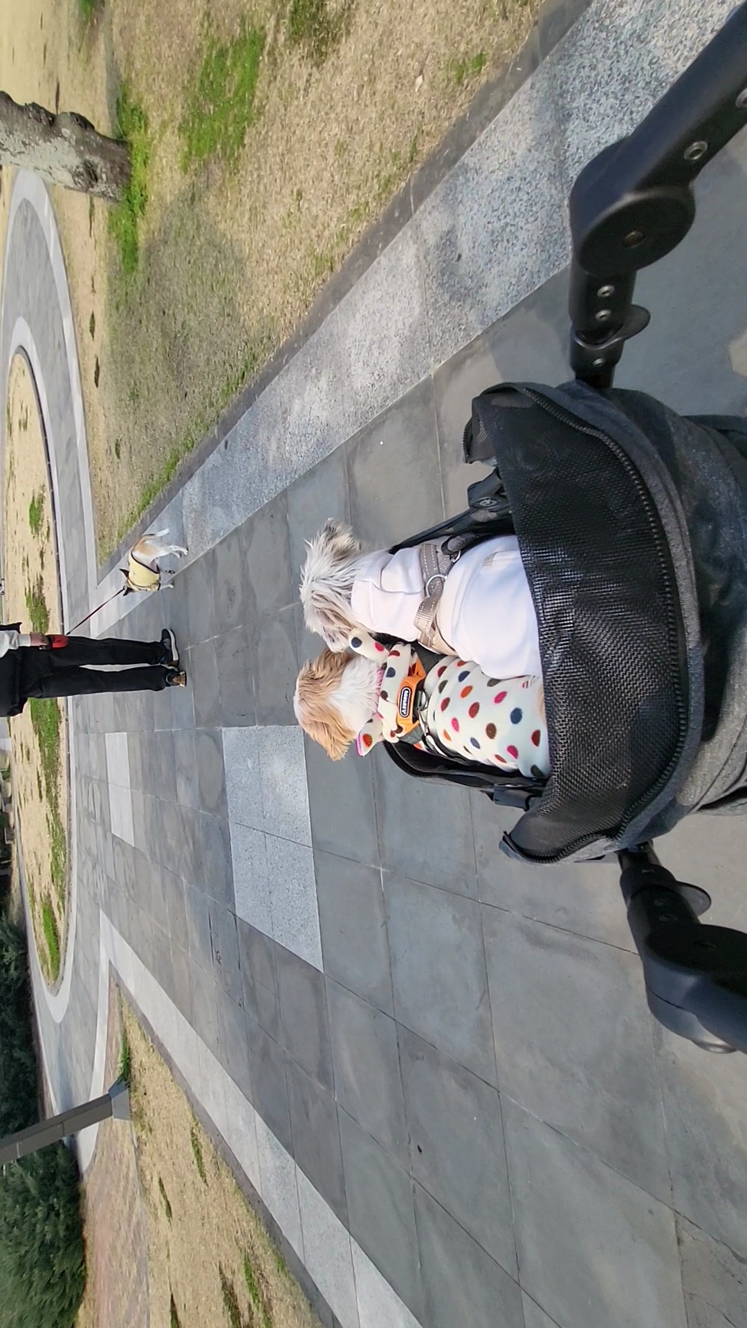 율무, 수수(춘식이) 딱 일주일 됐네요