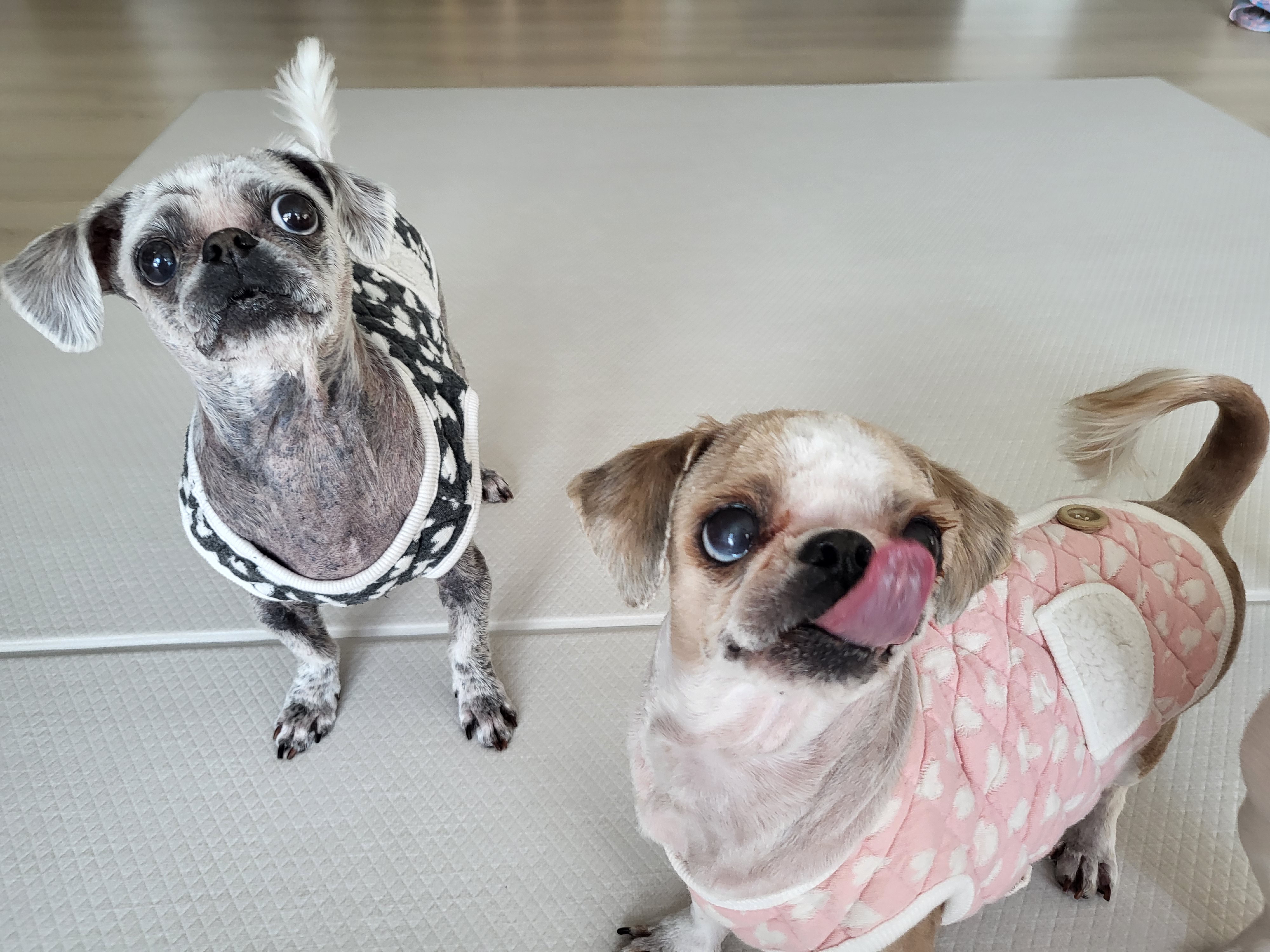 율무, 수수(춘식이) 딱 일주일 됐네요