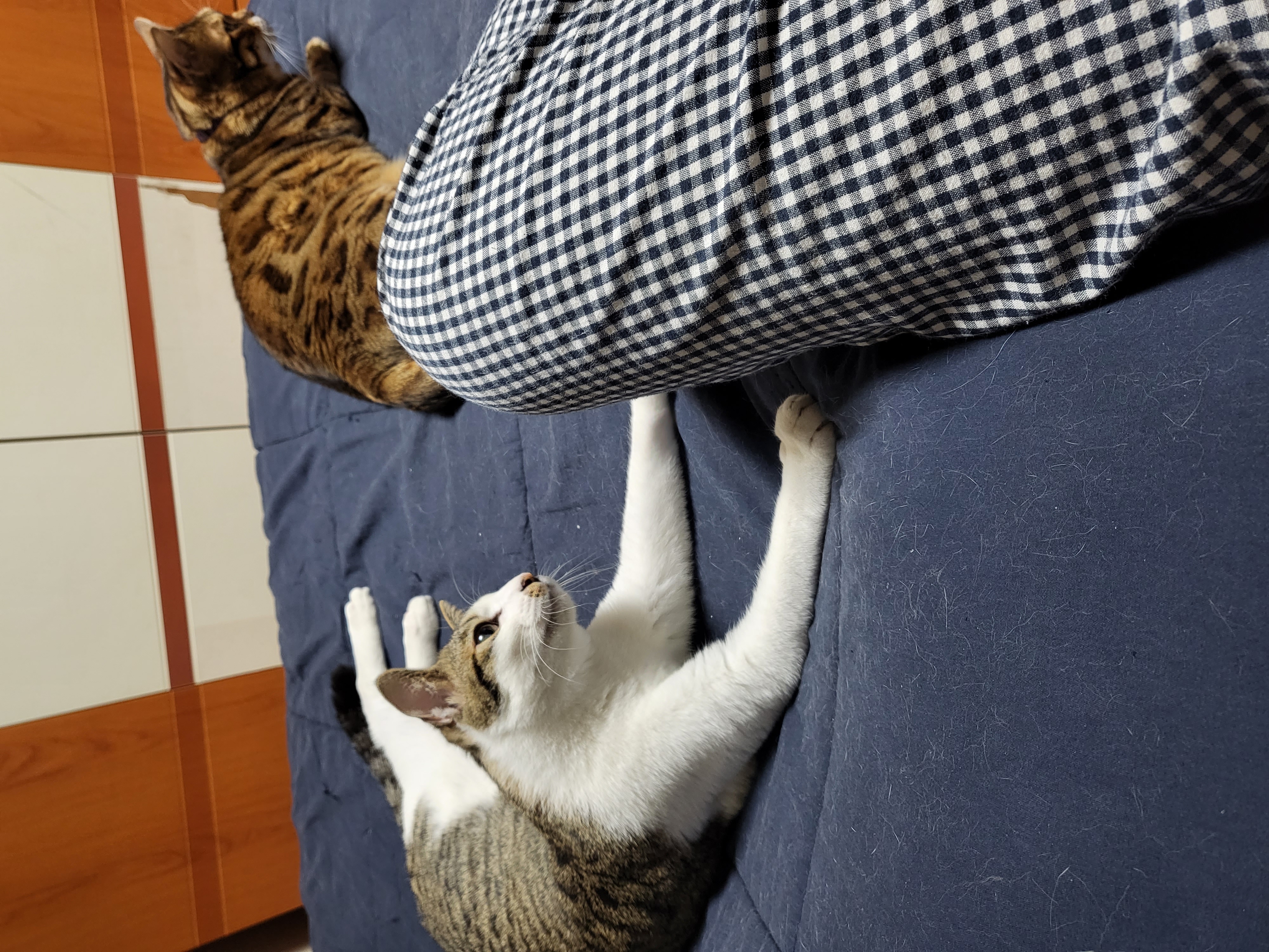 탄이(해성이)를 확대중입니다.