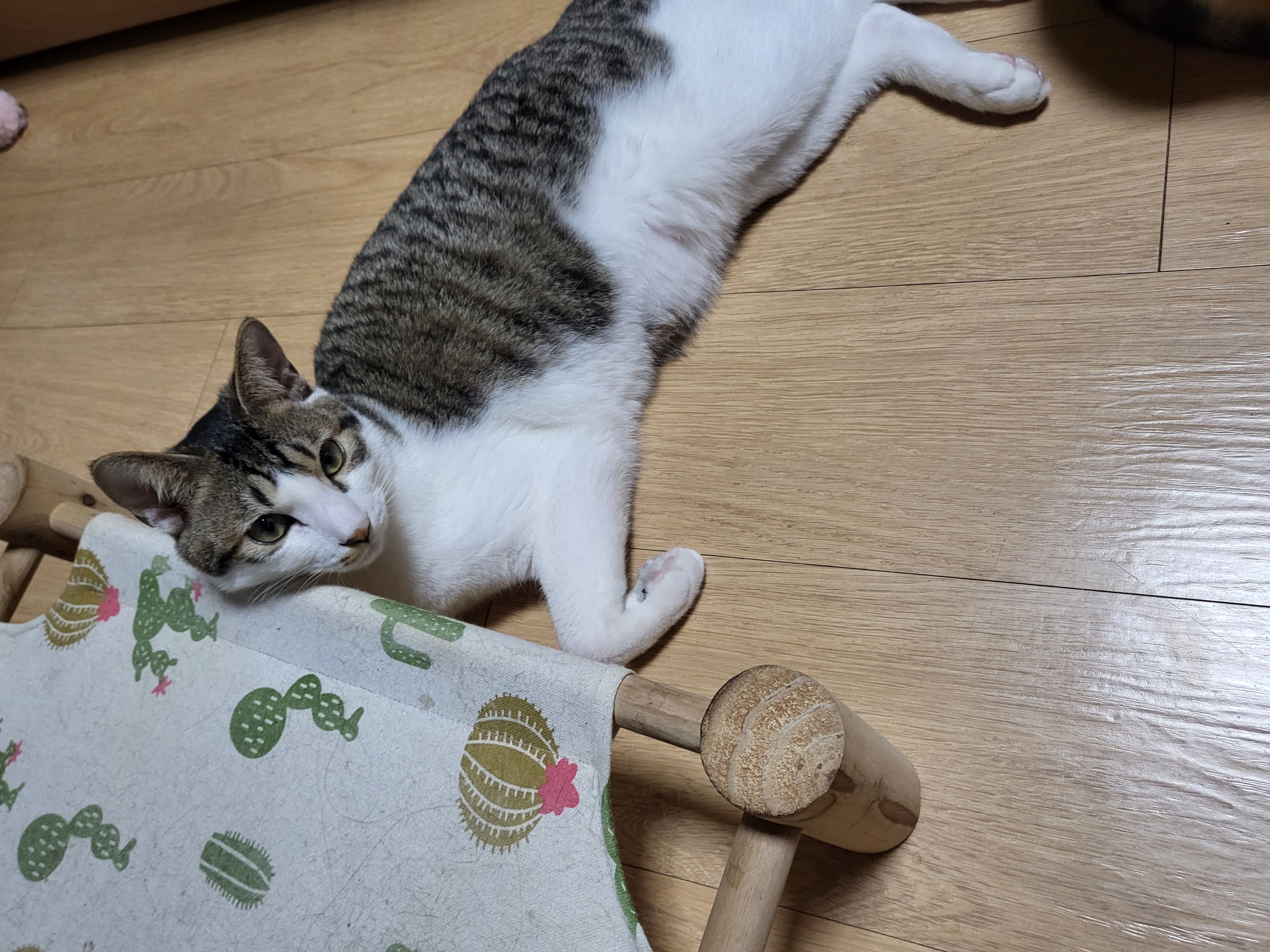 탄이(해성이)를 확대중입니다.