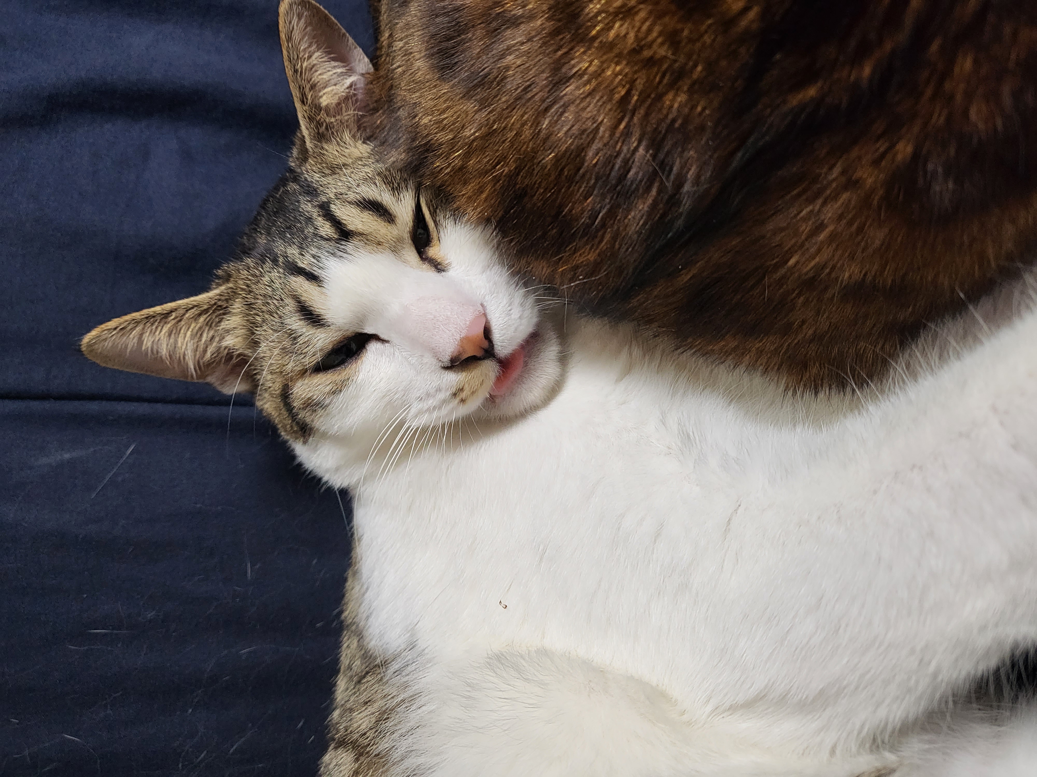 탄이(해성이)를 확대중입니다.