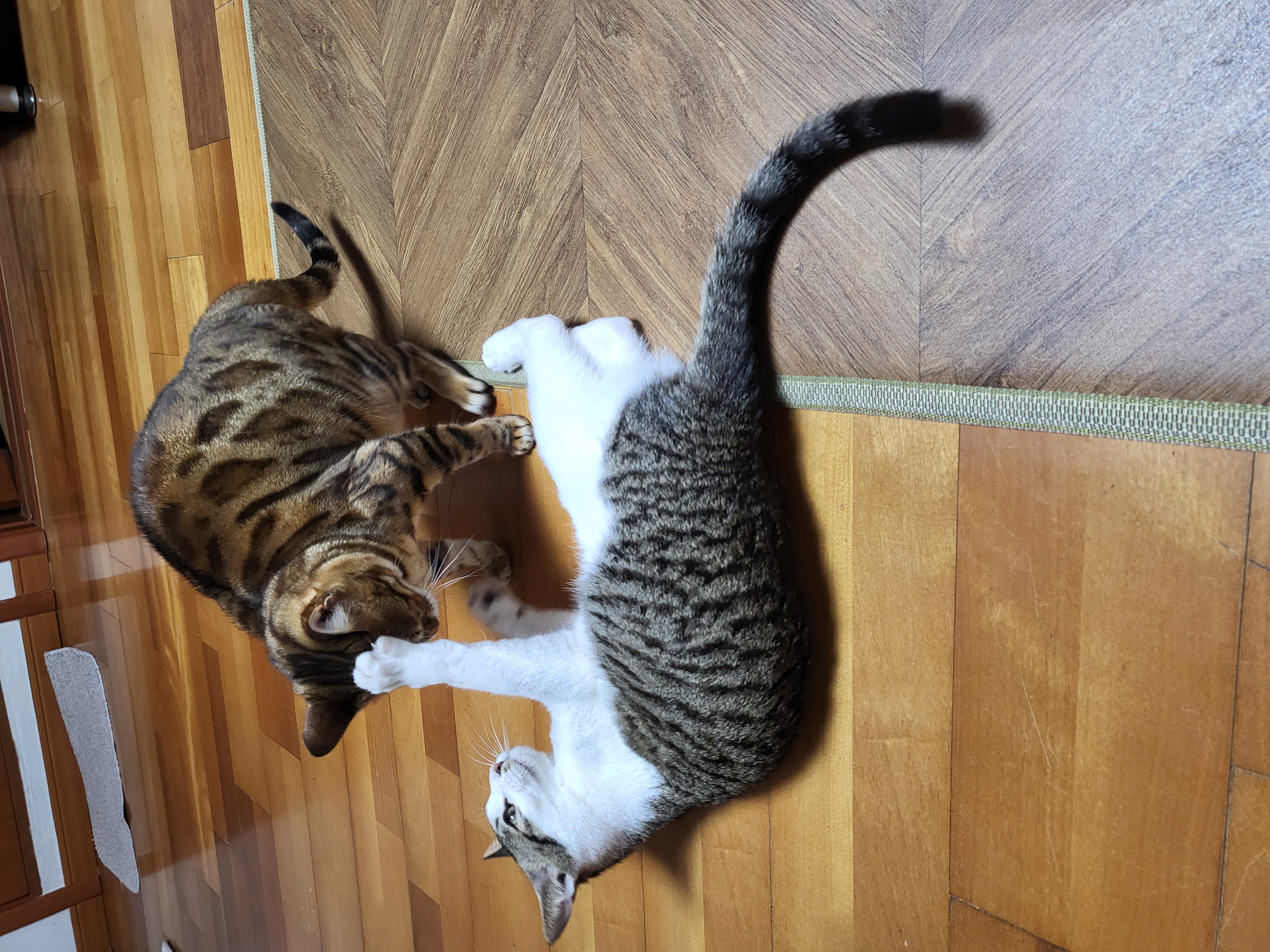 탄이(해성이)를 확대중입니다.