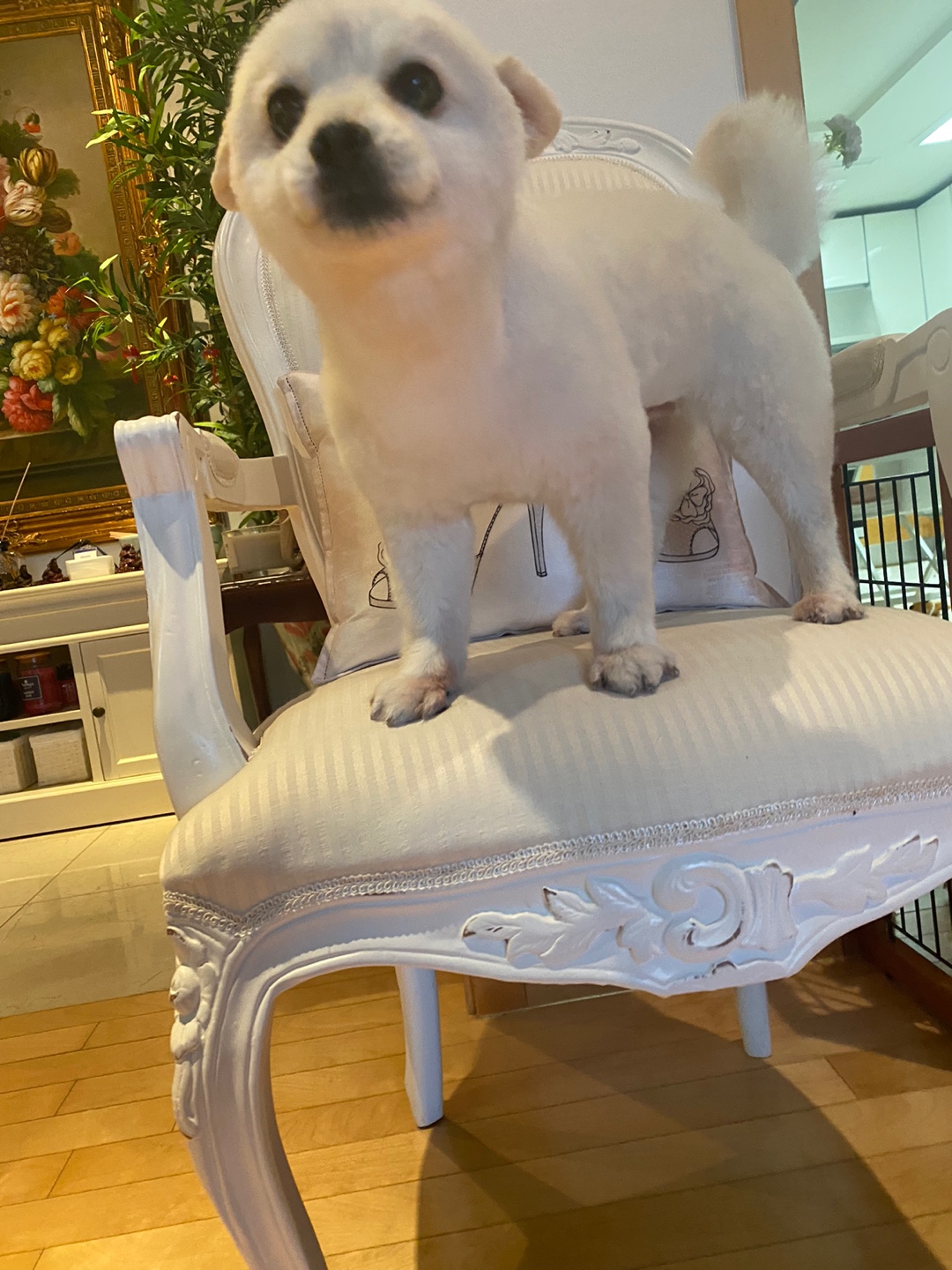 오즈 네티 잘있어요