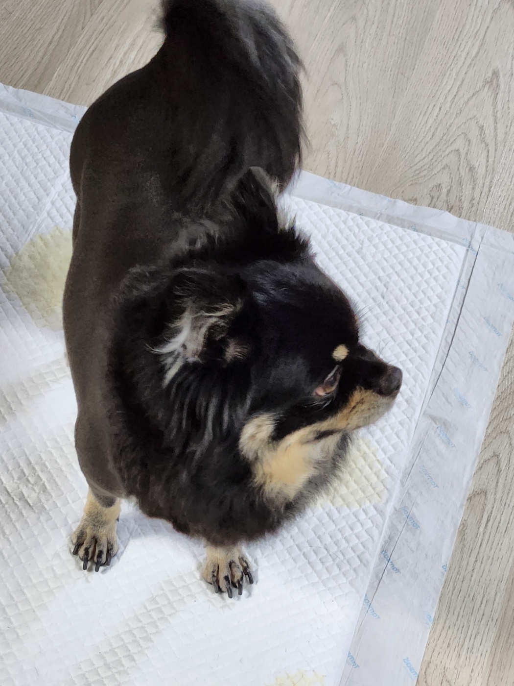 하루(해랑) 2년 입양 이야기를 전해드립니다.