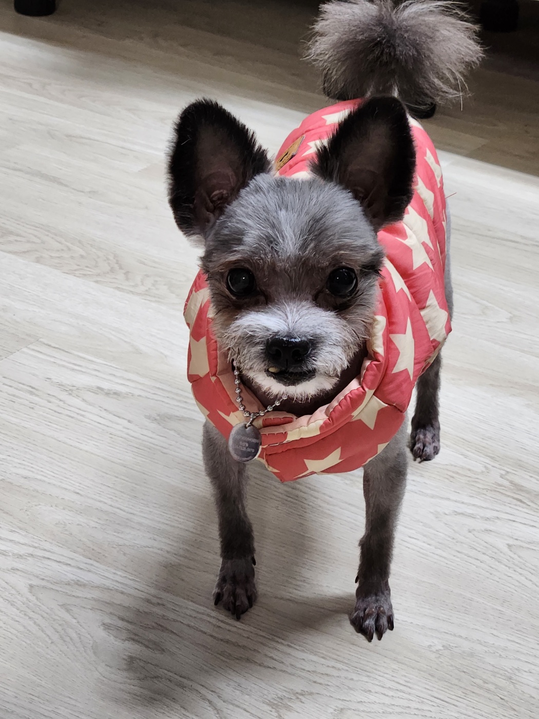 하루(해랑) 2년 입양 이야기를 전해드립니다.