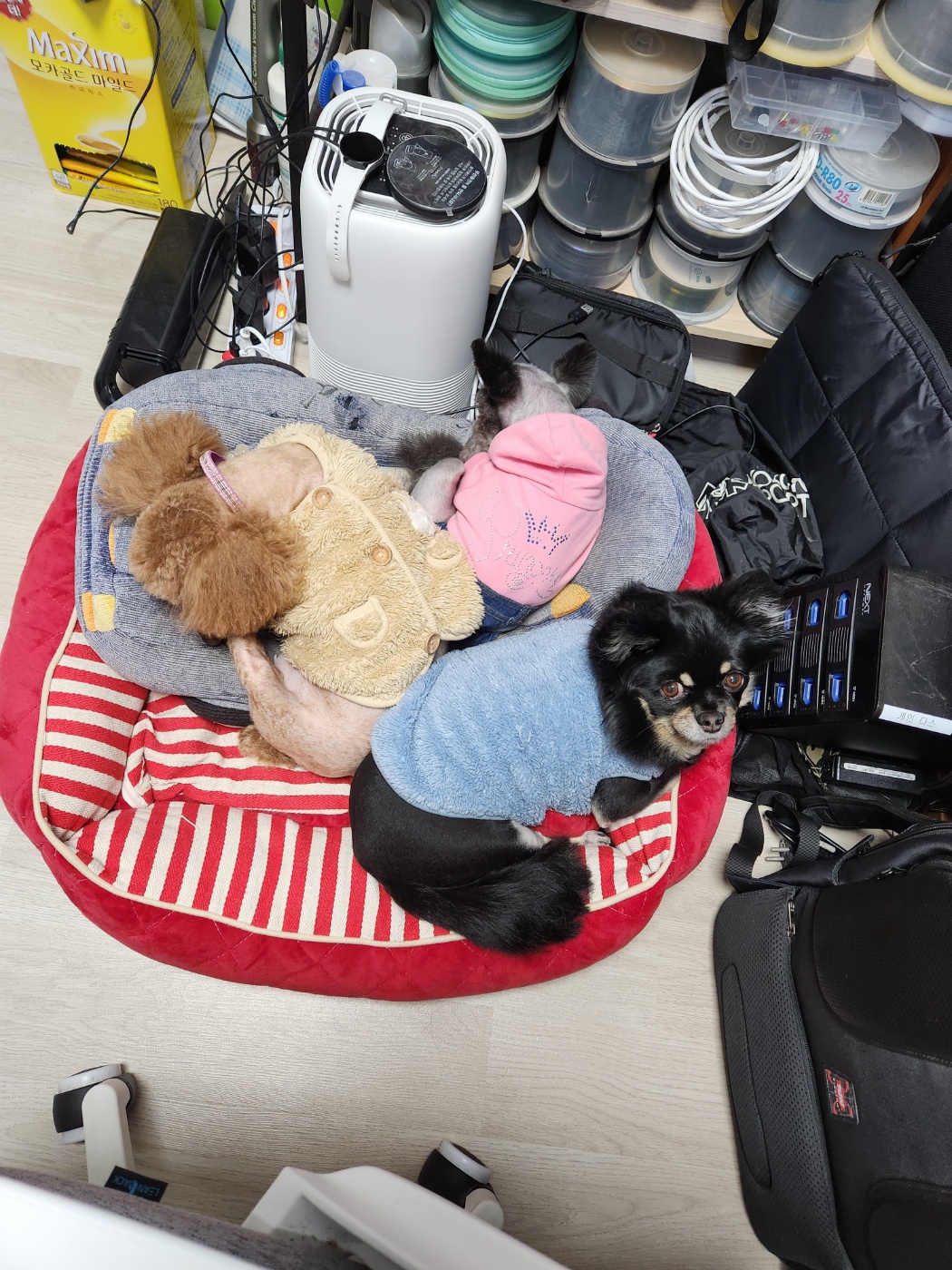 하루(해랑) 2년 입양 이야기를 전해드립니다.