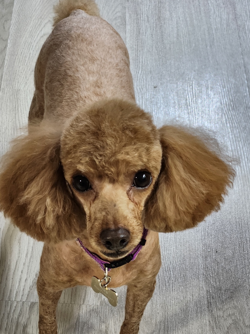 하루(해랑) 2년 입양 이야기를 전해드립니다.