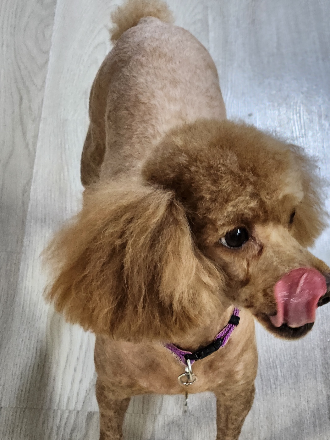 하루(해랑) 2년 입양 이야기를 전해드립니다.