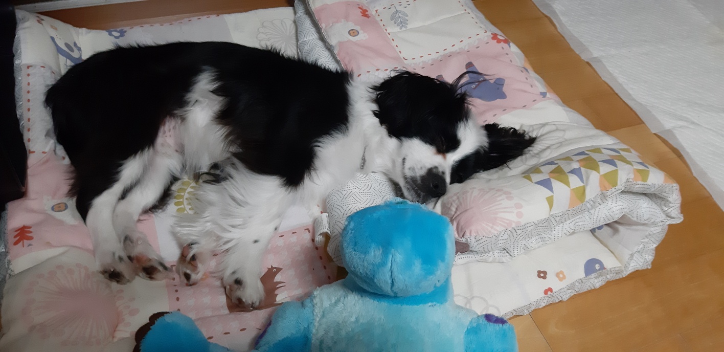 레오(포네) 인사드립니다. (after 1 month) 