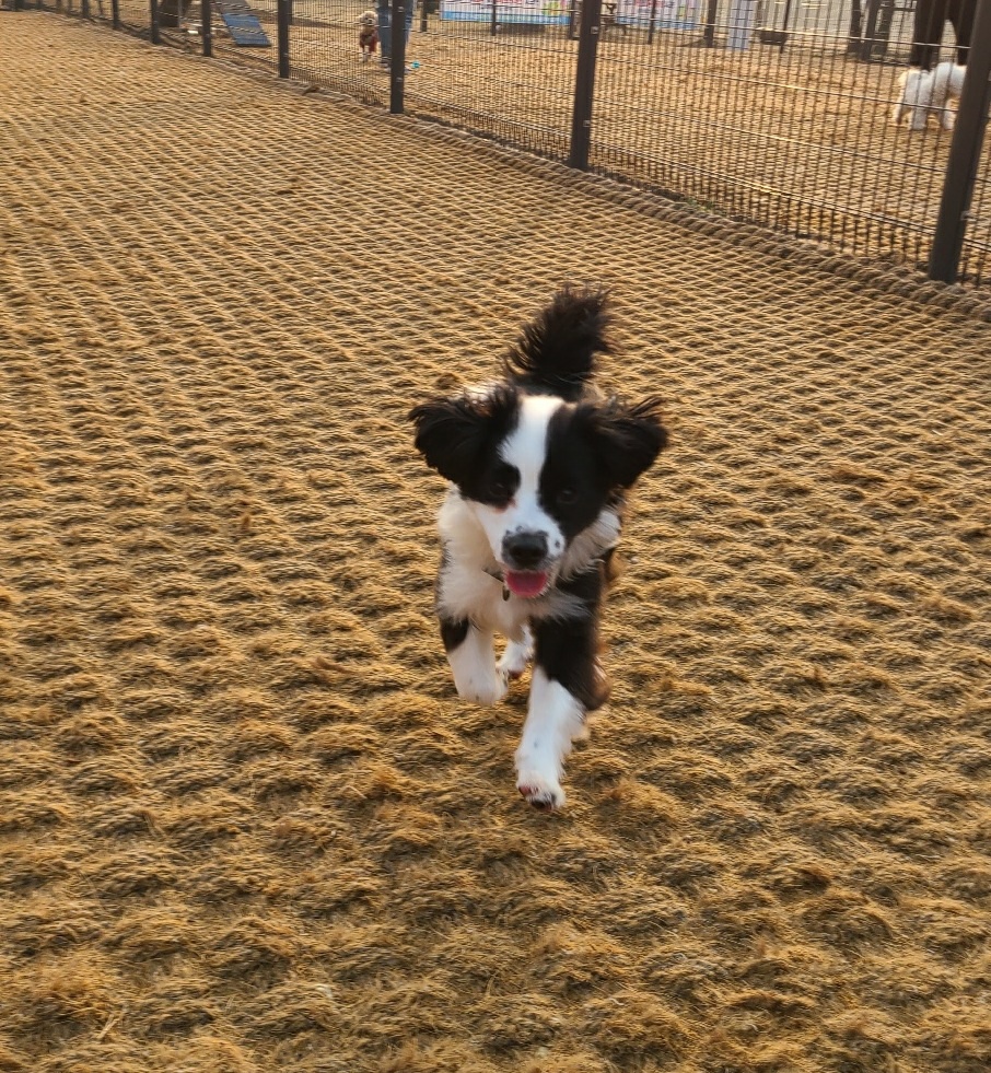 레오(포네) 인사드립니다. (after 1 month) 