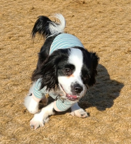 레오(포네) 인사드립니다. (after 1 month) 