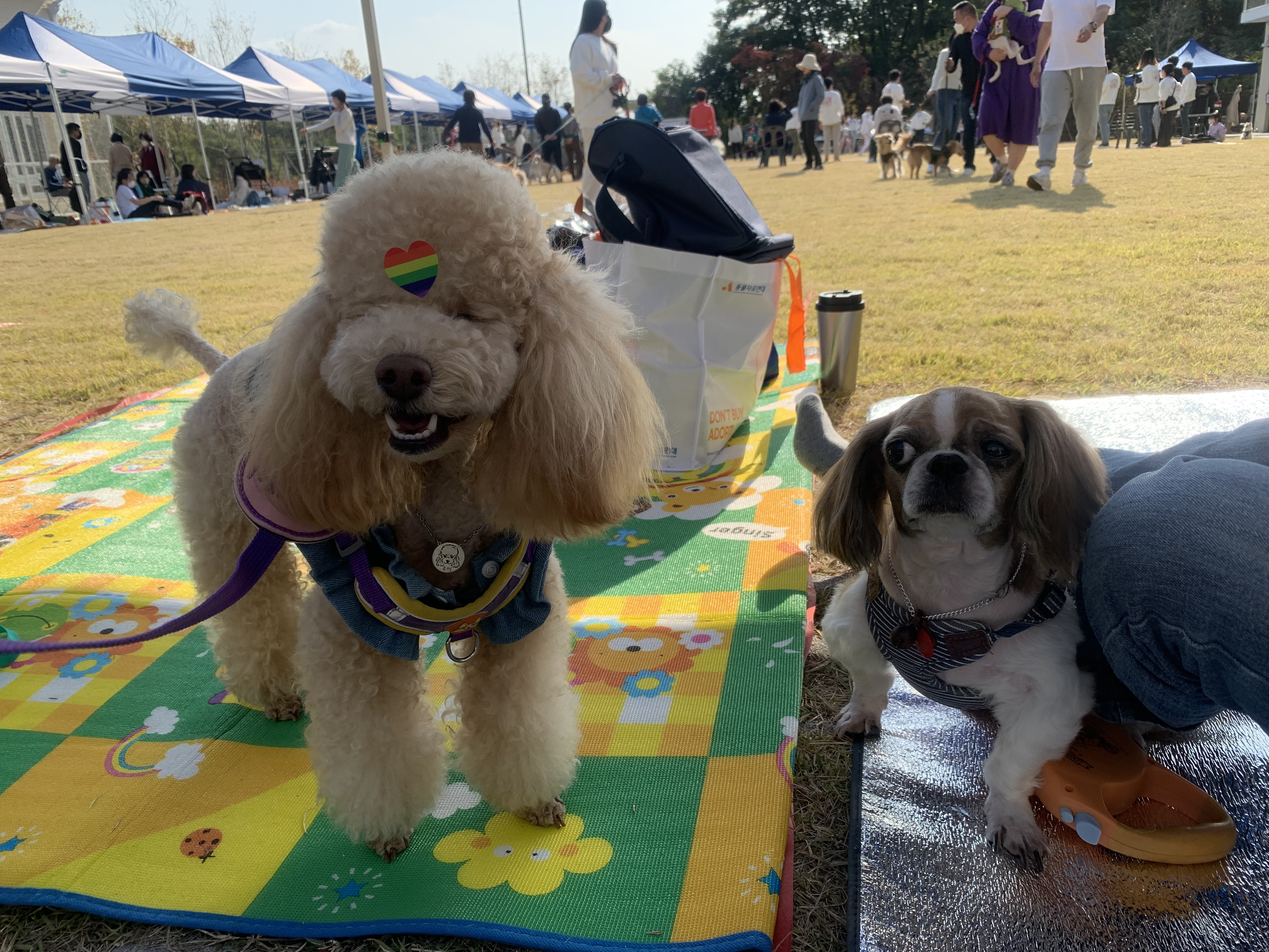 우리 초이랑 함께한 2년!!(곤지암-해삼)