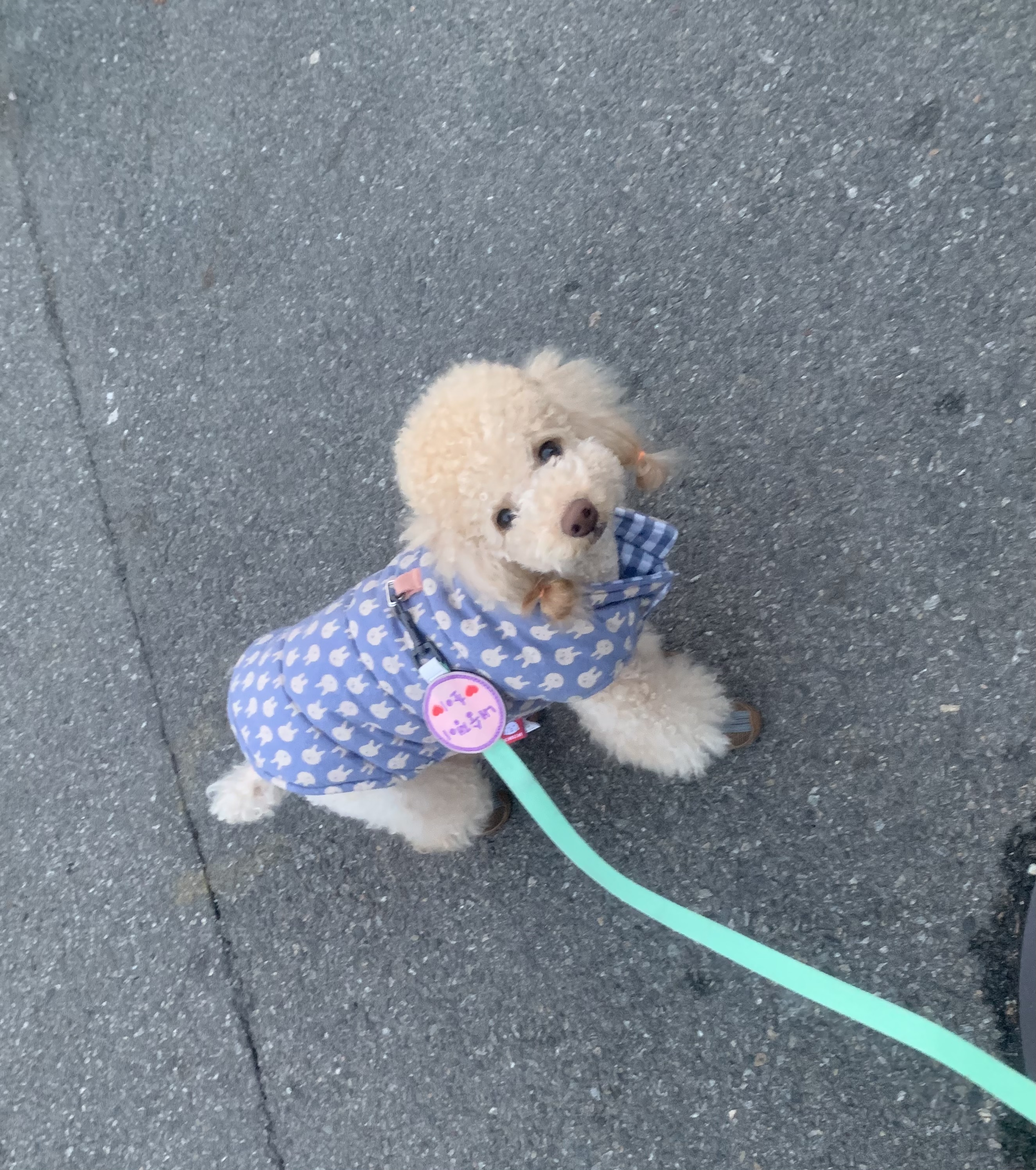 우리 초이랑 함께한 2년!!(곤지암-해삼)