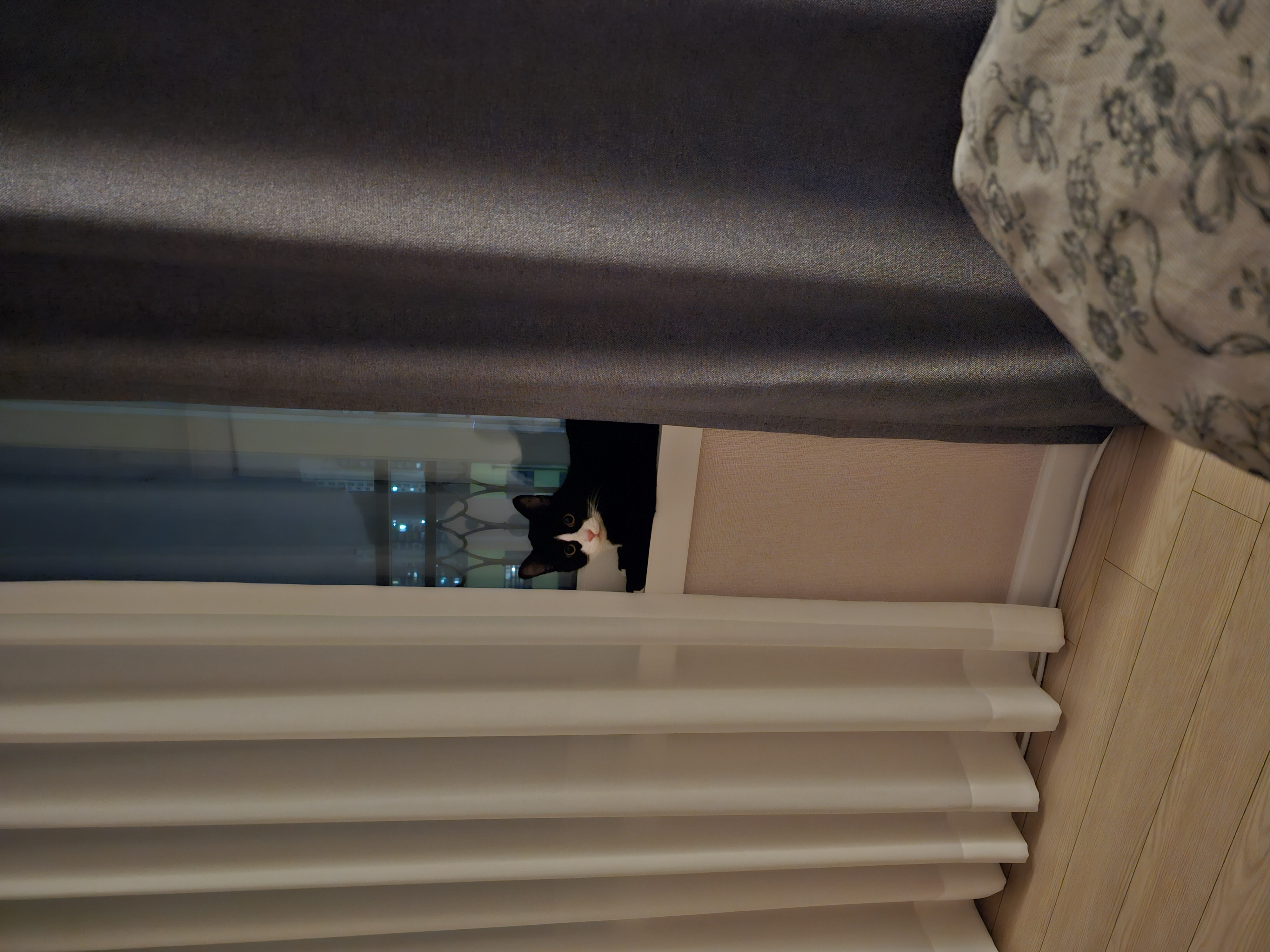 허밍이 입양 한달차