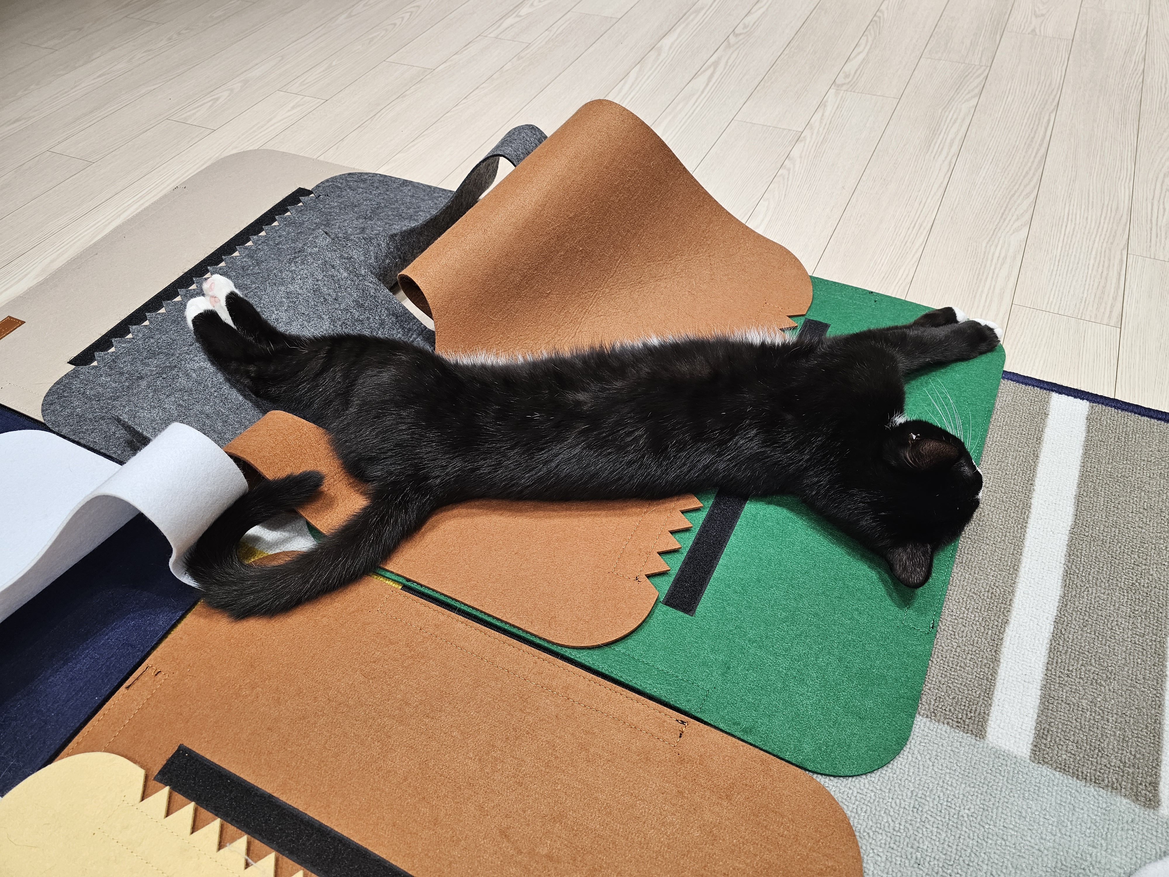 허밍이 입양 한달차