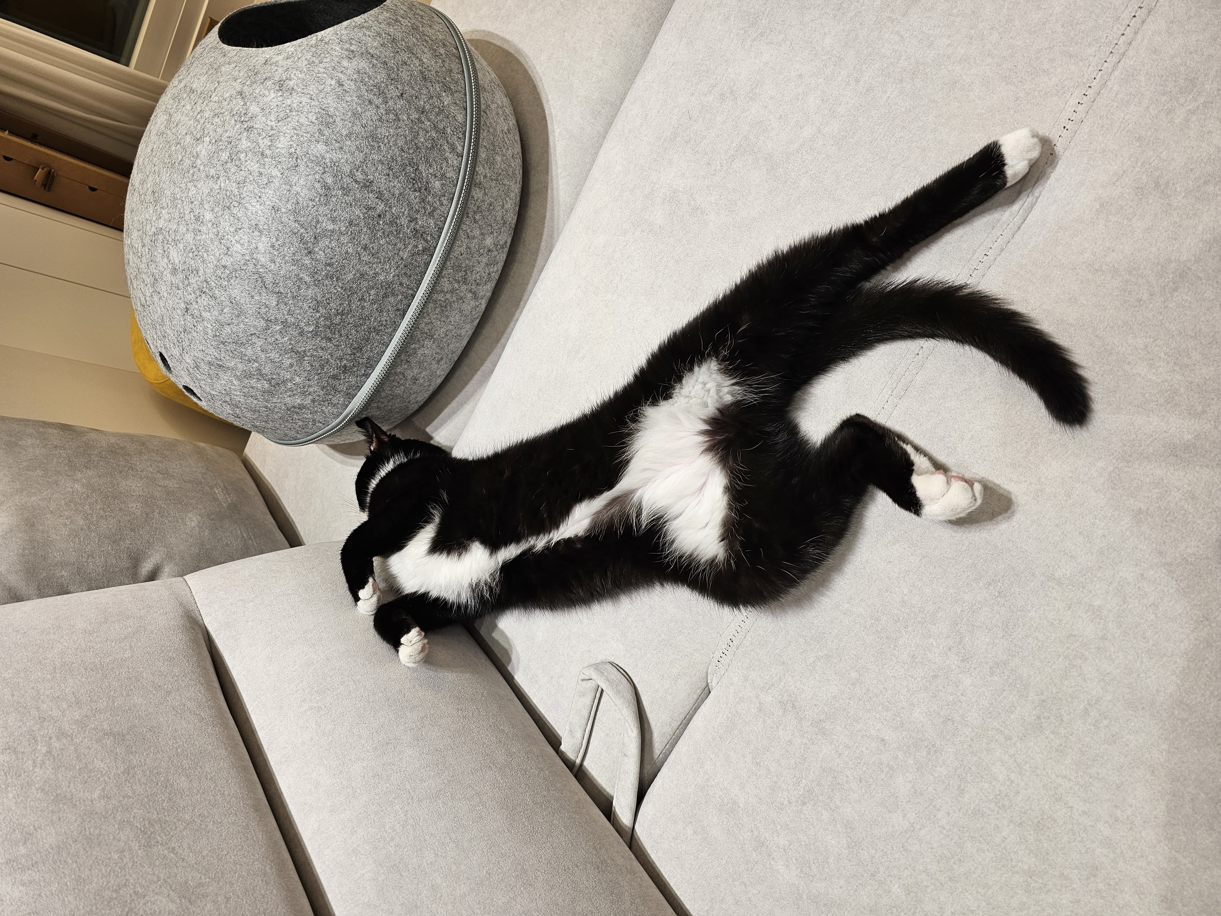 허밍이 입양 한달차