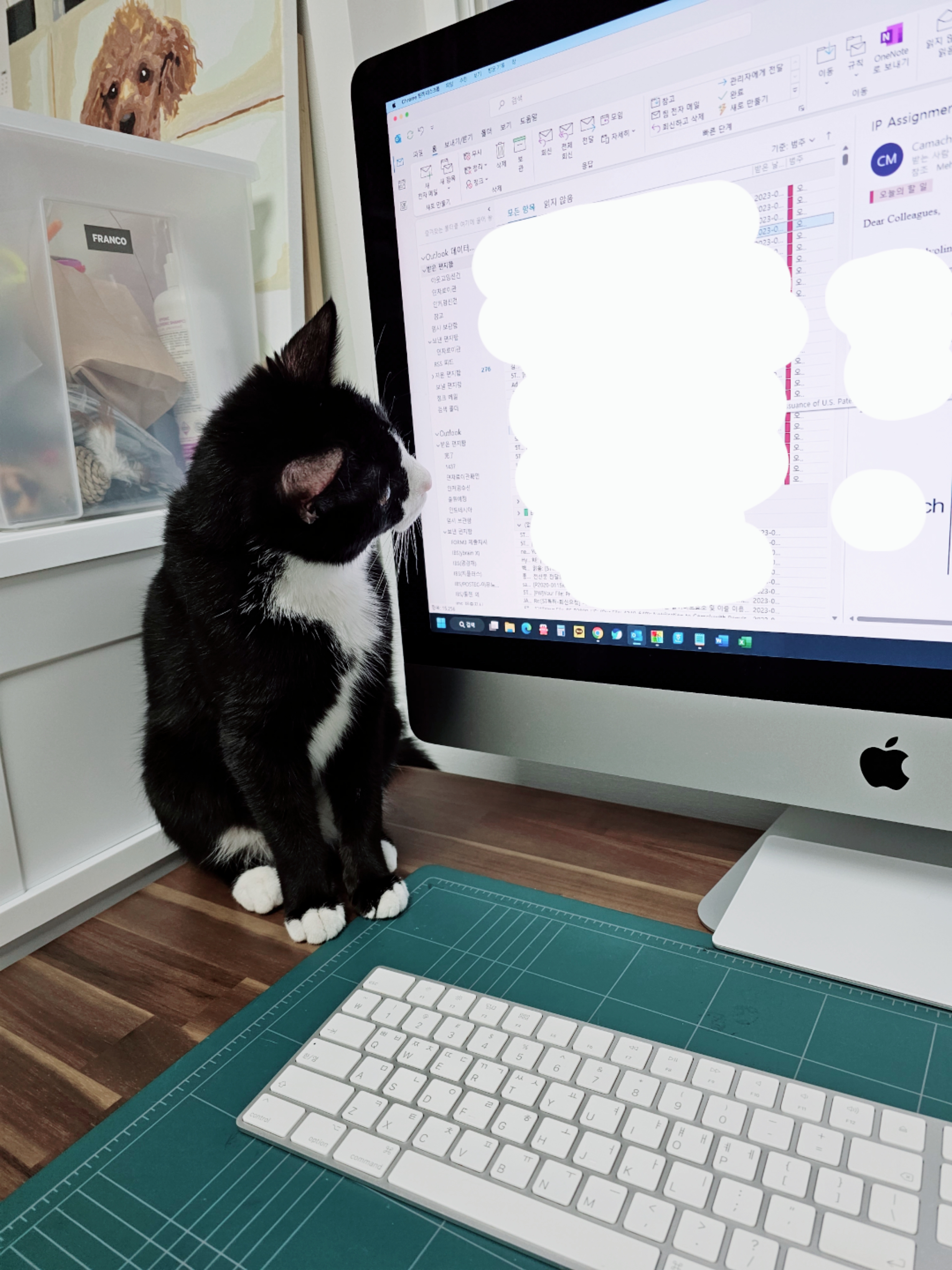 허밍이 입양 한달차