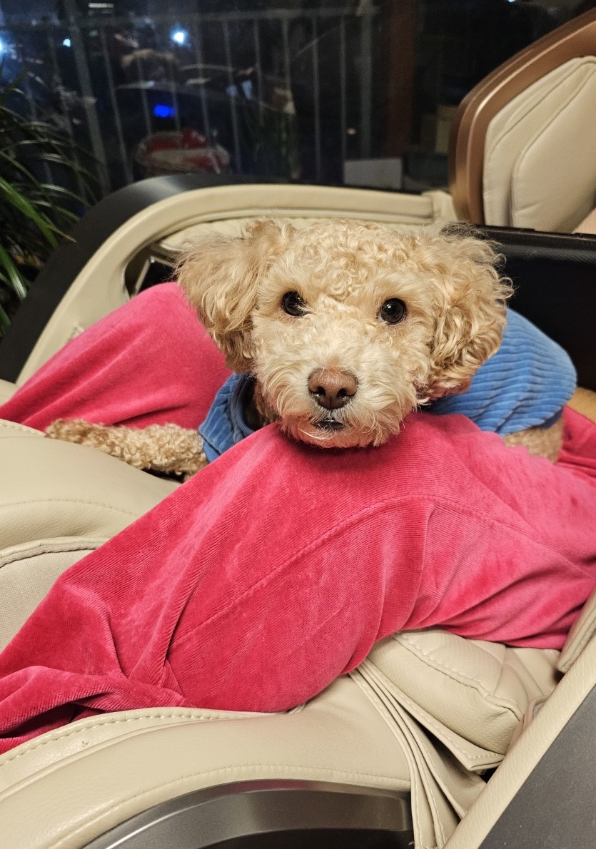 랑이(곤지암 해사) 입양 2년차 입니다.