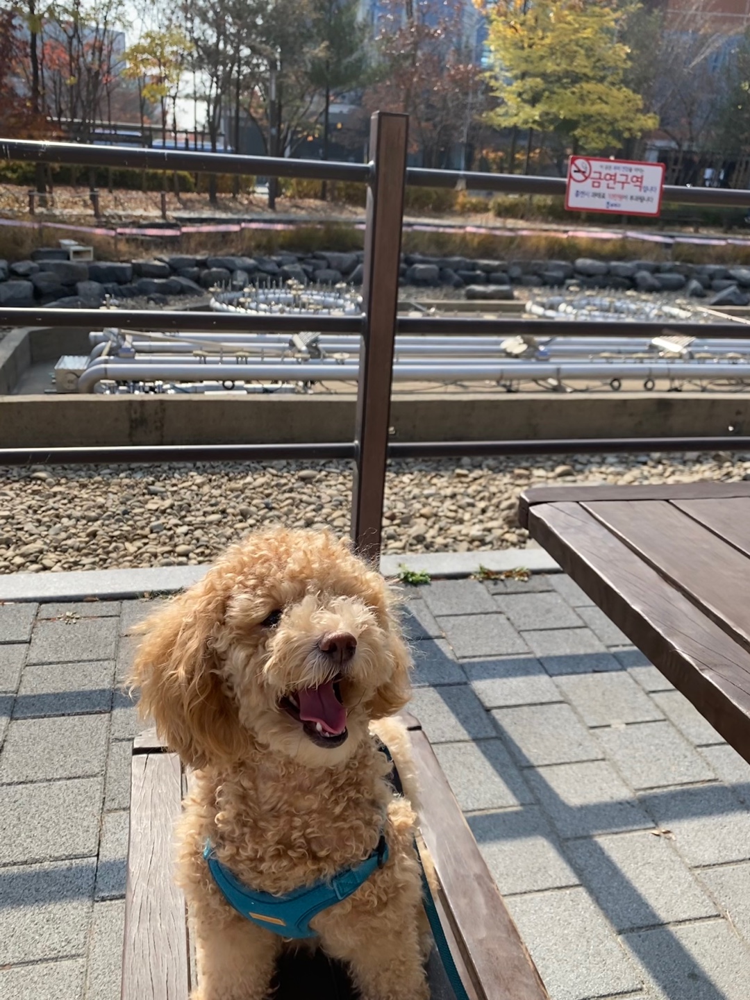 랑이(곤지암 해사) 입양 2년차 입니다.