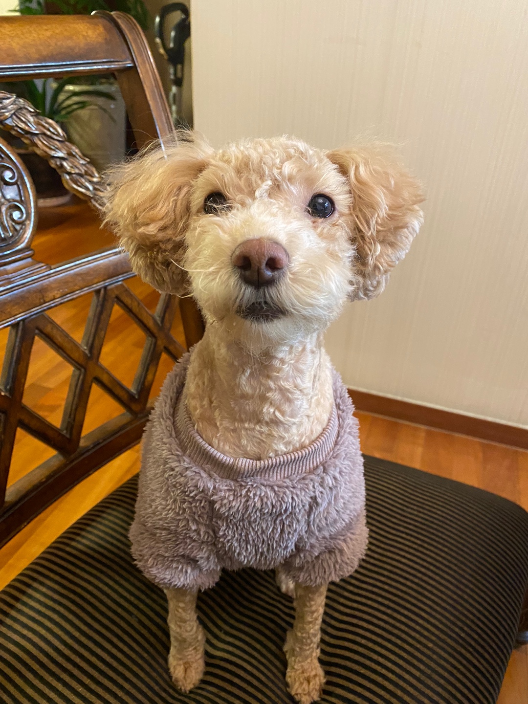 랑이(곤지암 해사) 입양 2년차 입니다.