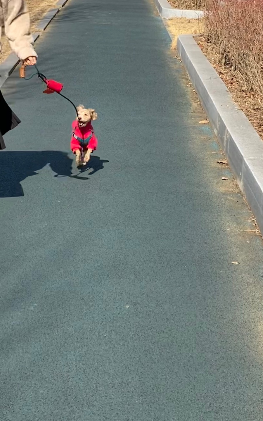 랑이(곤지암 해사) 입양 2년차 입니다.