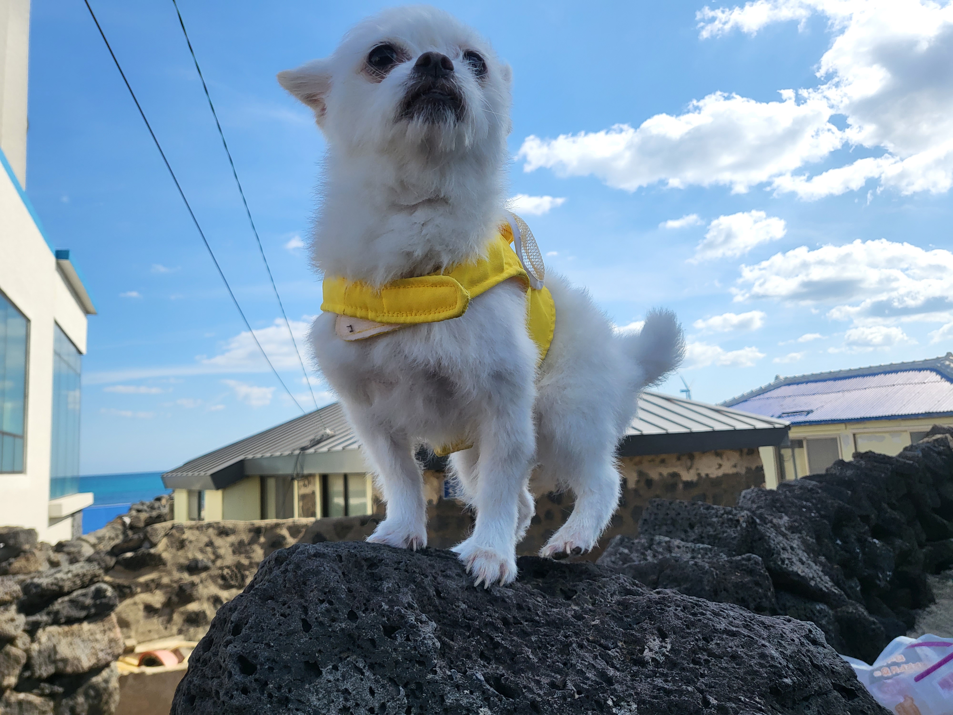 오투(현 설희)의 근황올려요(3달째 임보중)^^