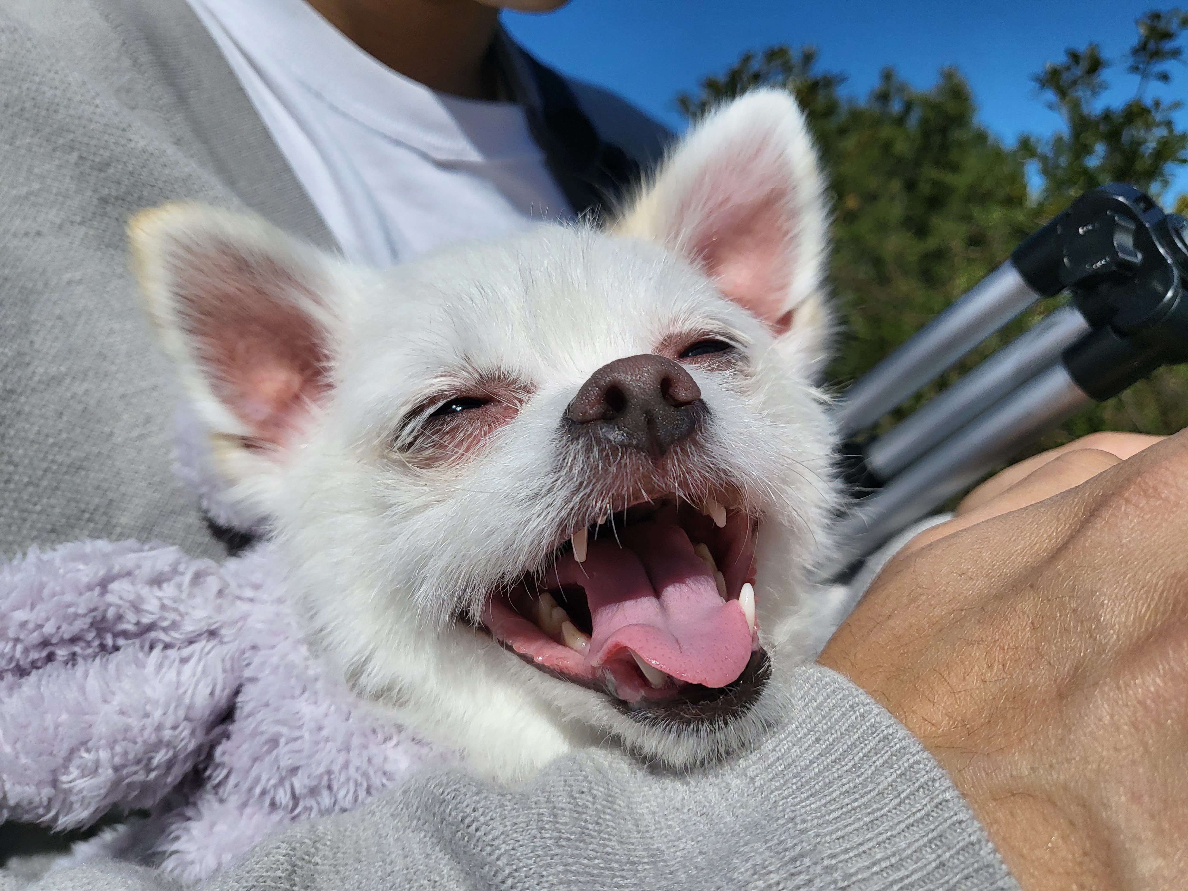 오투(현 설희)의 근황올려요(3달째 임보중)^^