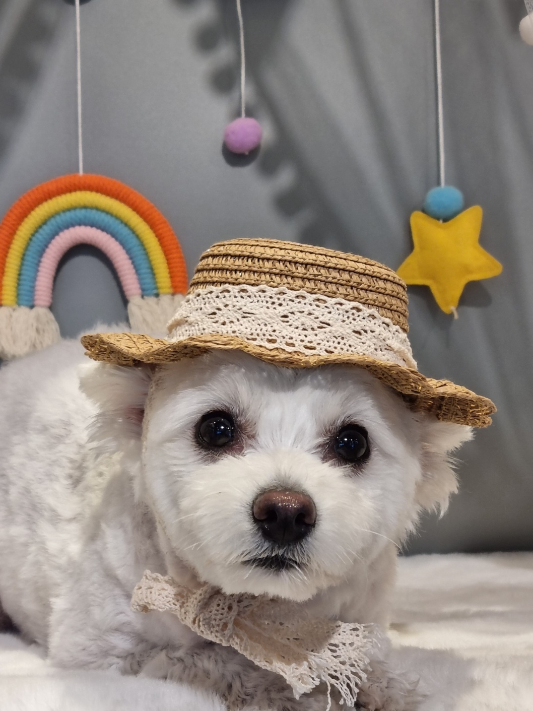 곤지암 그오(봄이) 2년차 입양후기입니다~