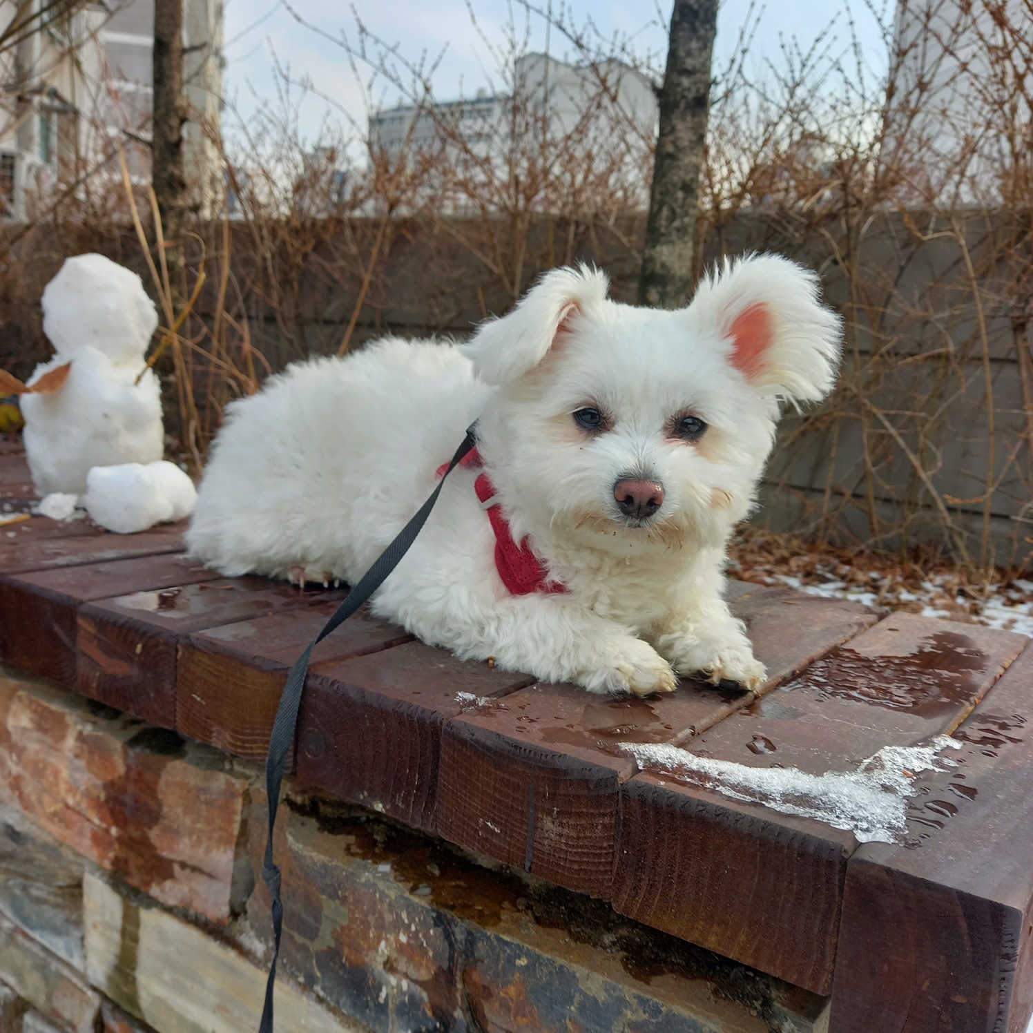 곤지암 그오(봄이) 2년차 입양후기입니다~