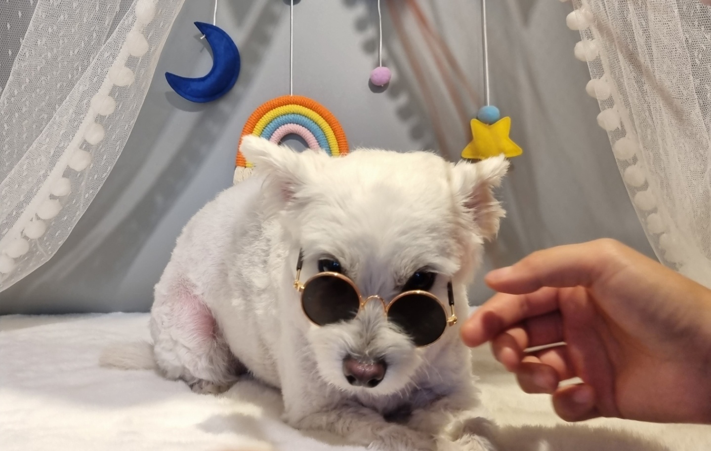 곤지암 그오(봄이) 2년차 입양후기입니다~