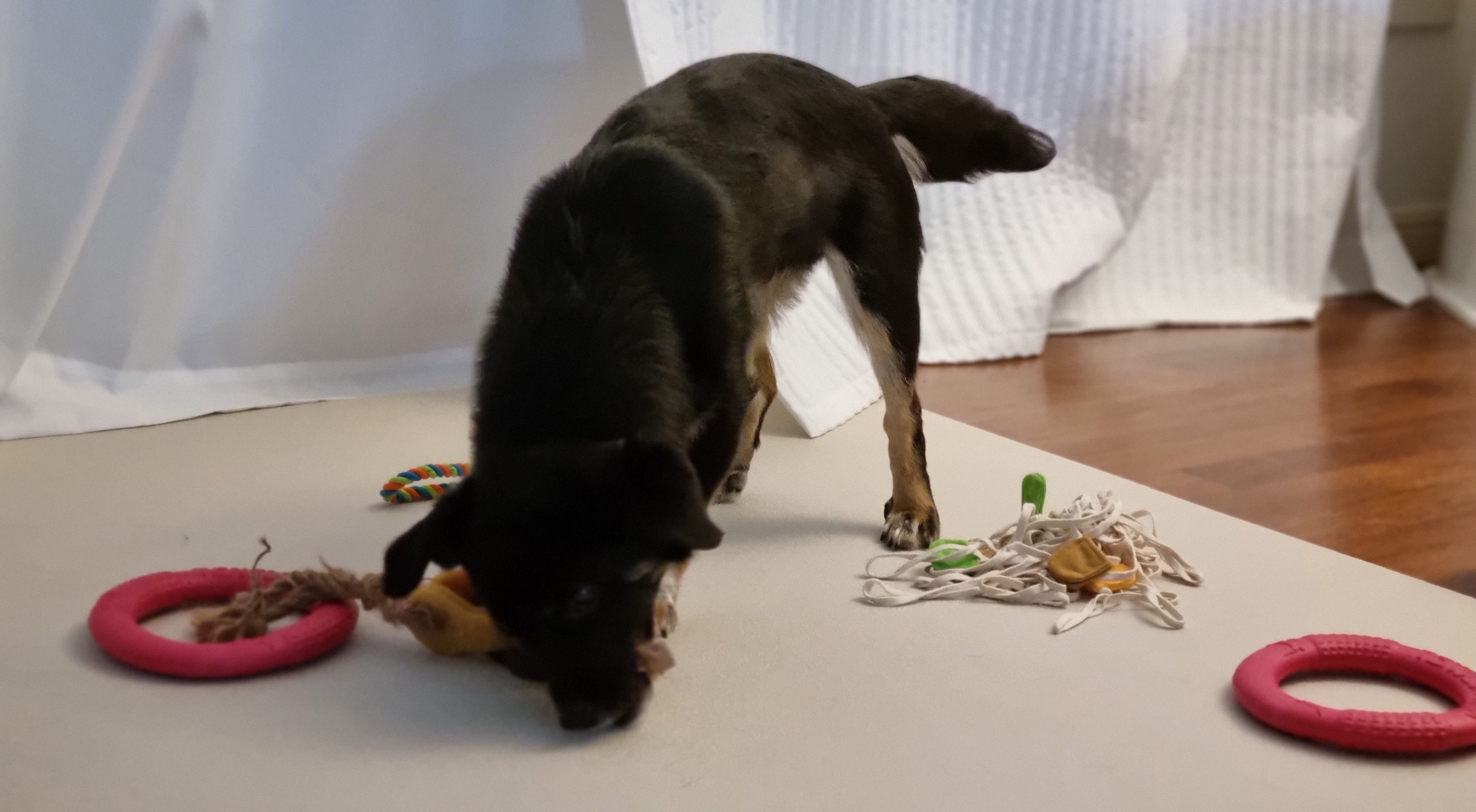 두양이 3개월차 후기입니다 