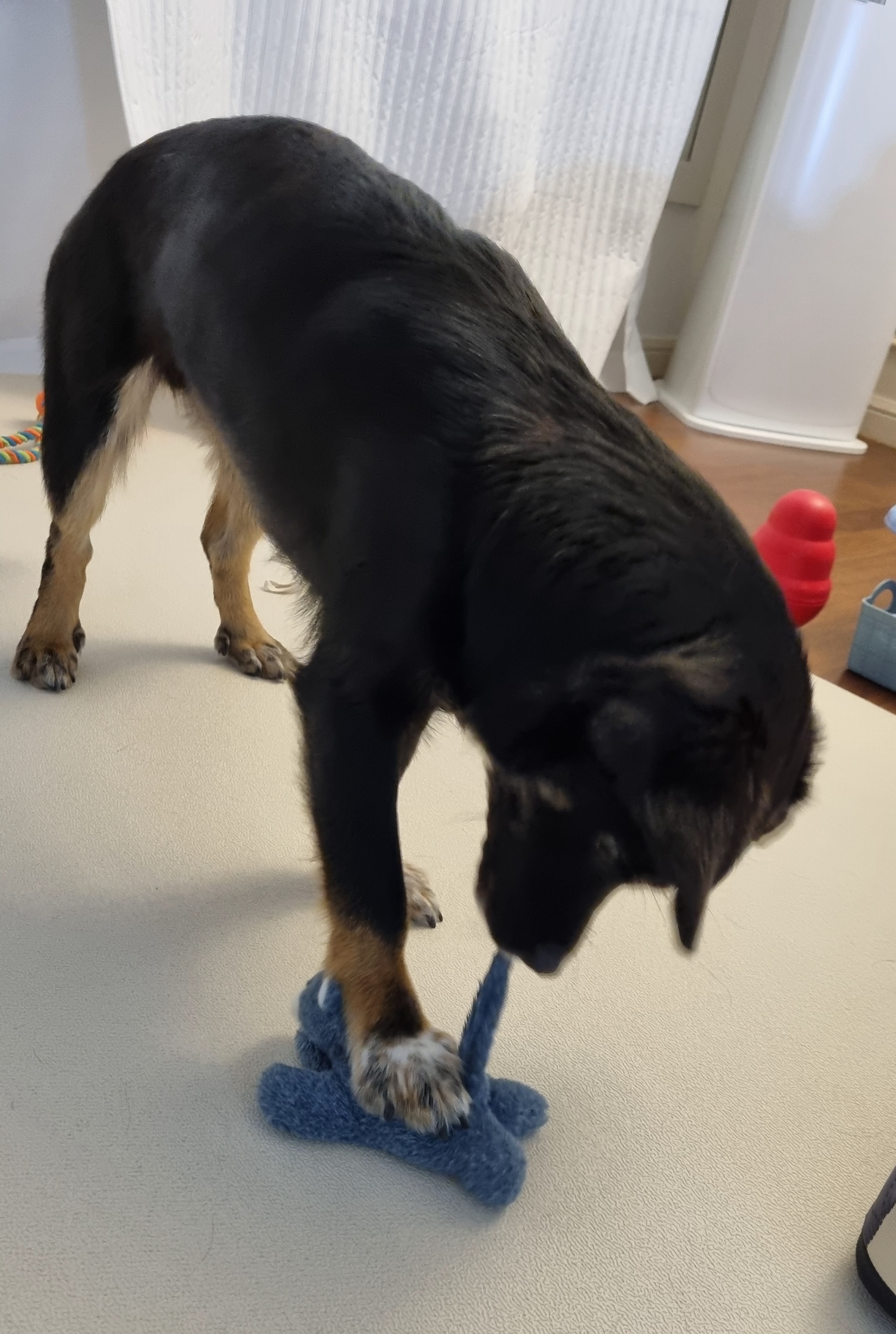 두양이 3개월차 후기입니다 