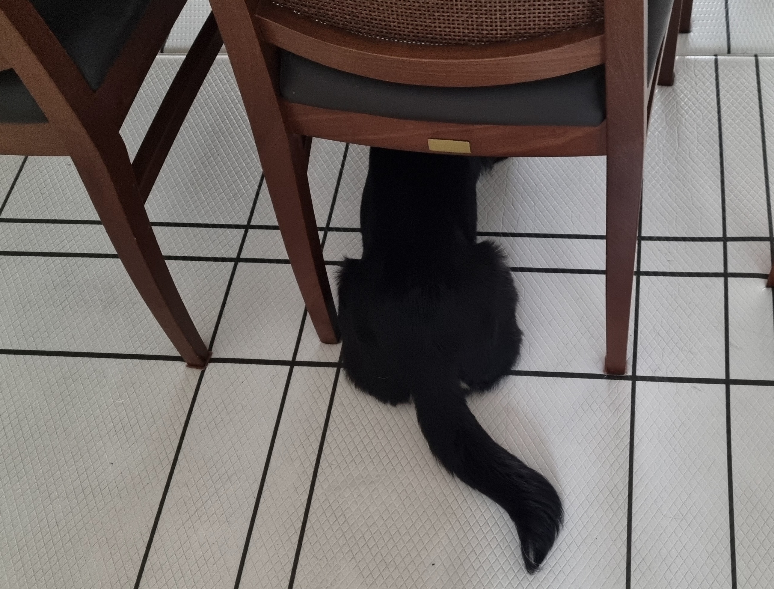 두양이 3개월차 후기입니다 