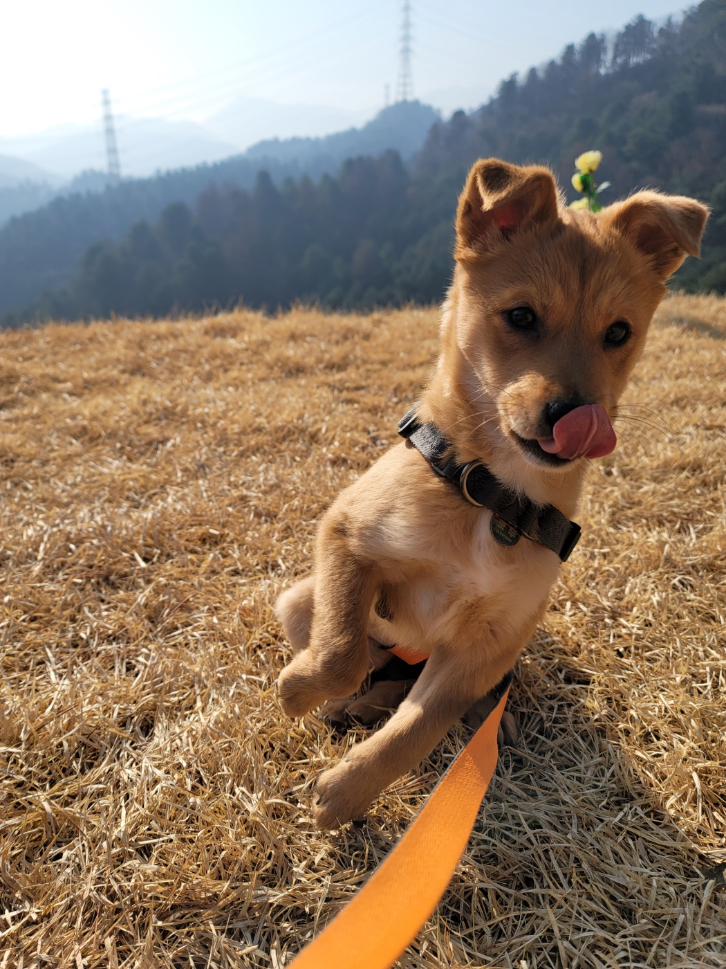 호두(구.오트), 집에 온 지 일주일 된 이야기