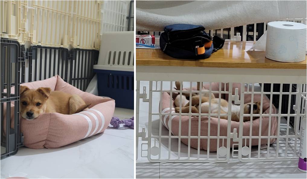 호두(구.오트), 집에 온 지 일주일 된 이야기