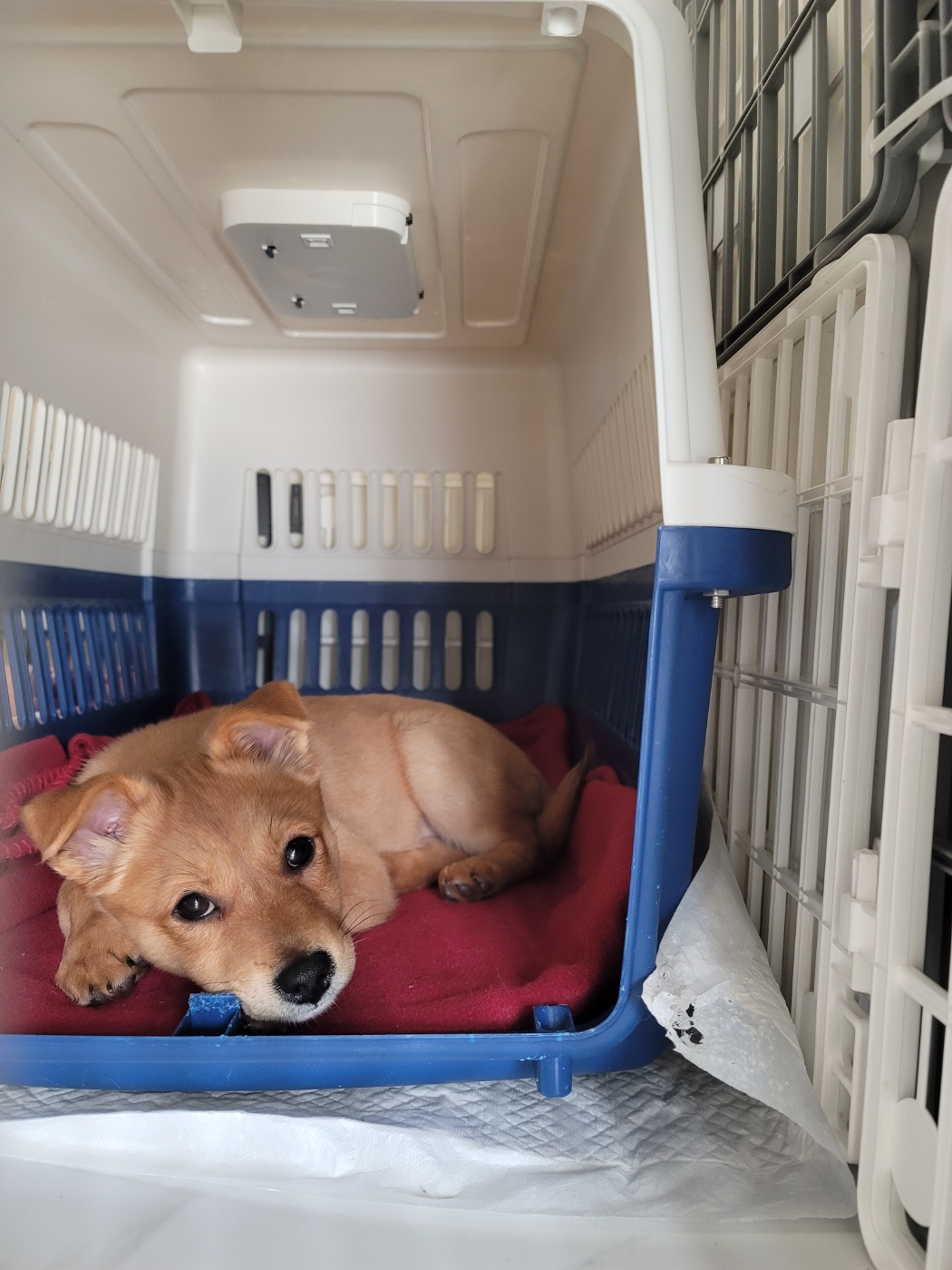 호두(구.오트), 집에 온 지 일주일 된 이야기