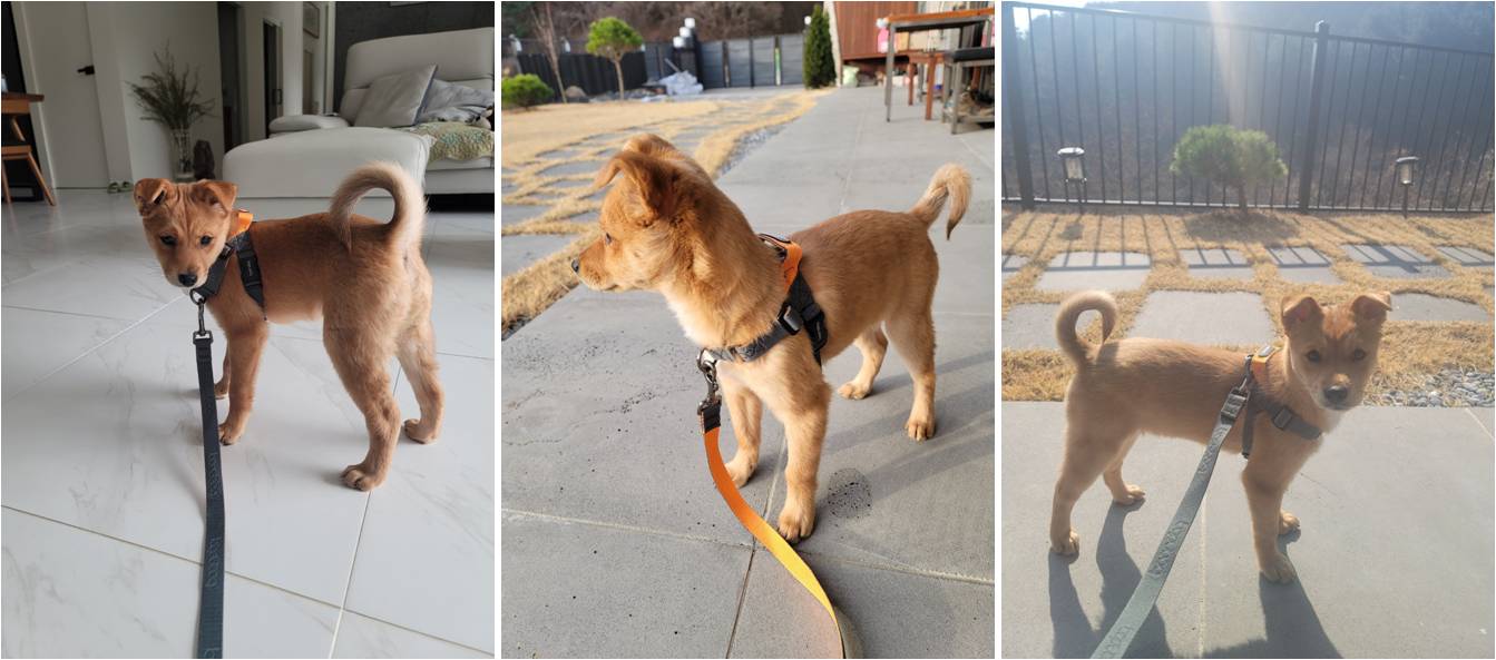 호두(구.오트), 집에 온 지 일주일 된 이야기