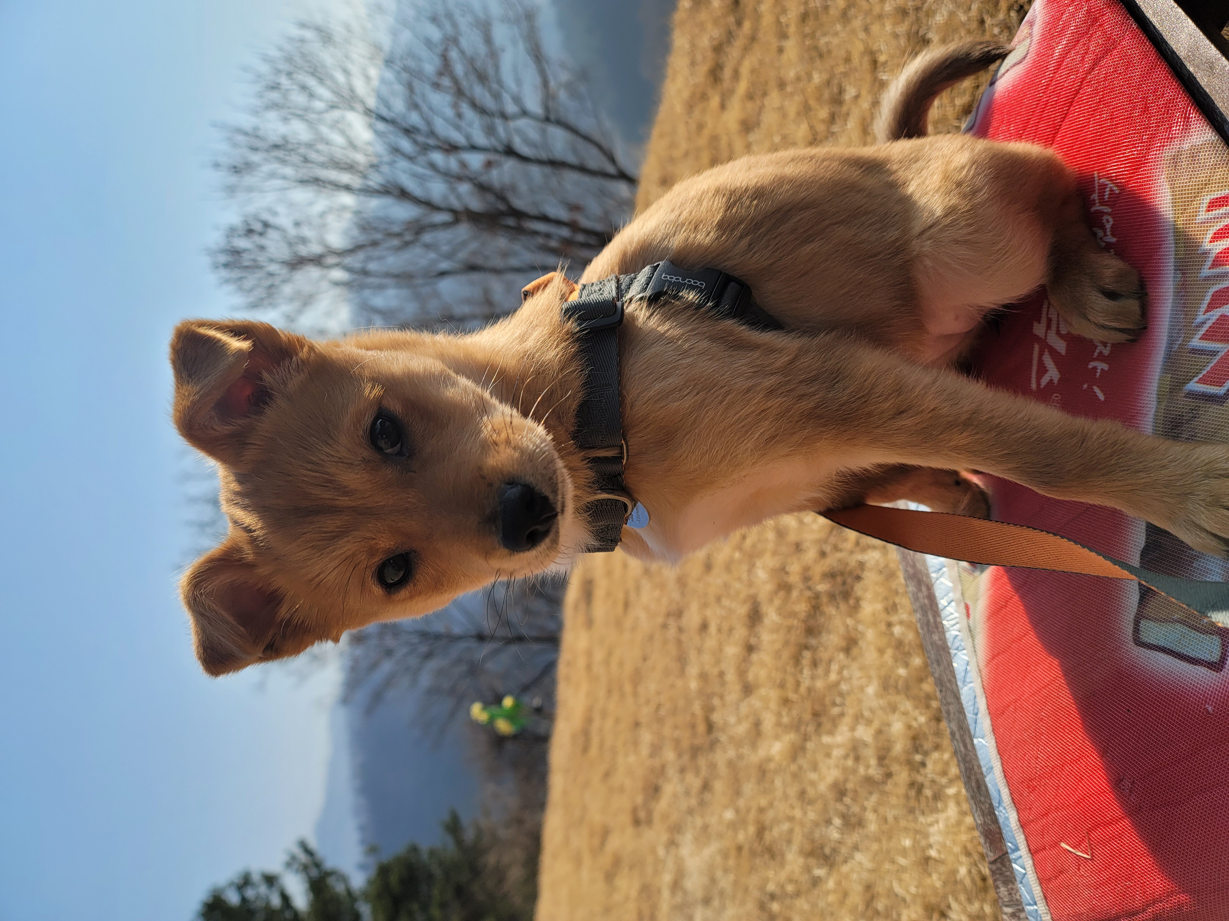 호두(구.오트), 집에 온 지 일주일 된 이야기