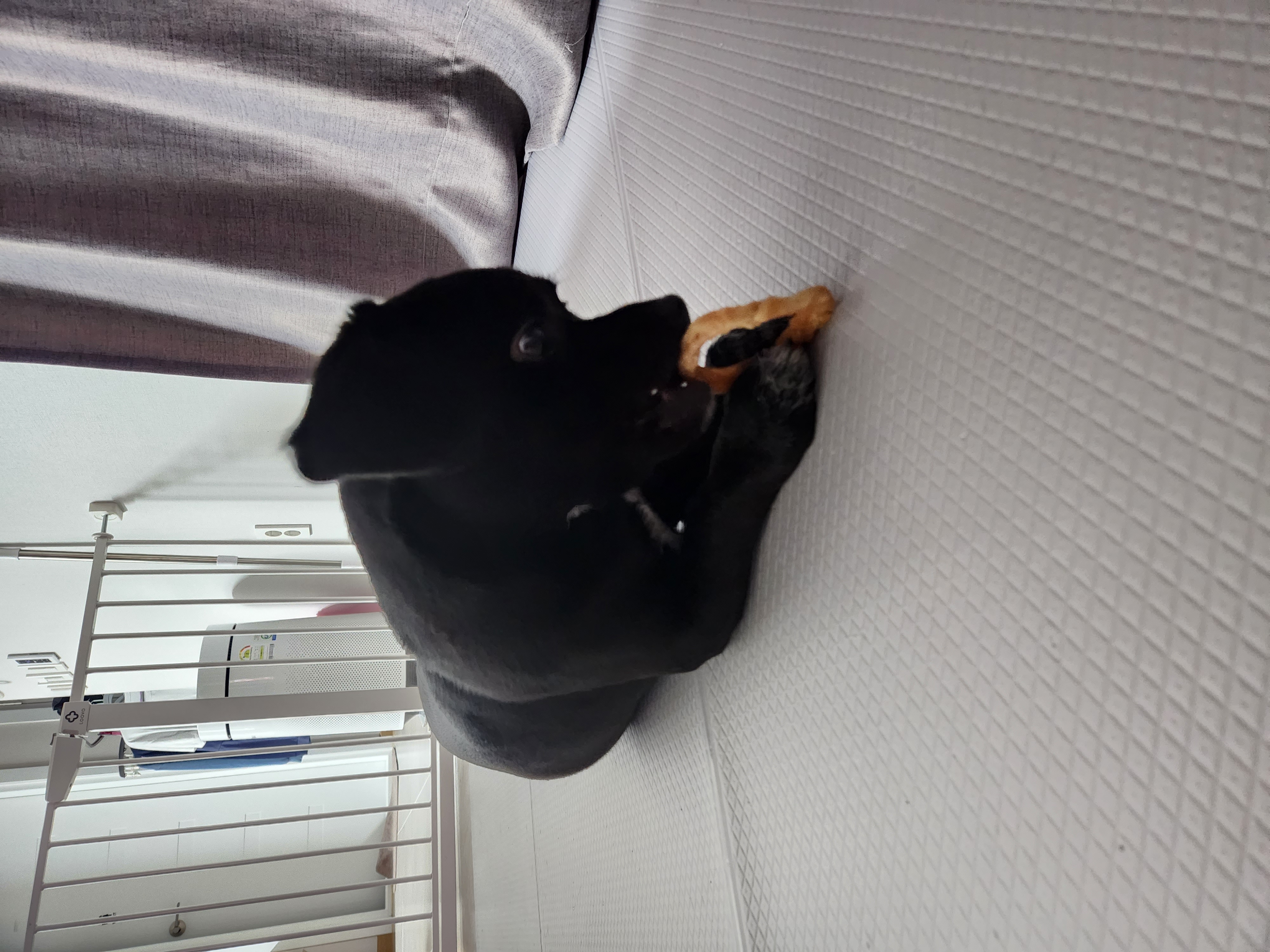 까미(반양이)  10개월 일상