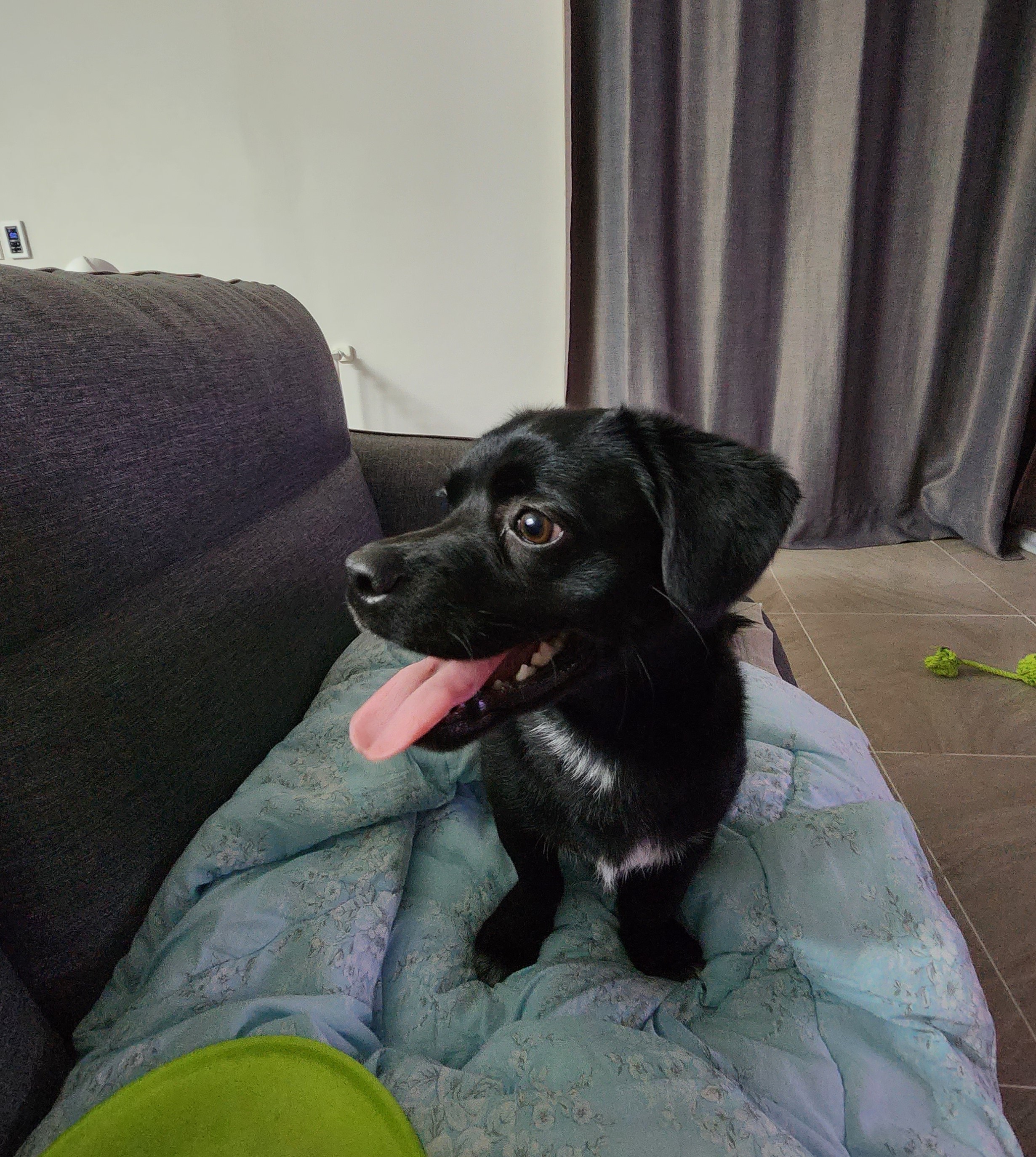 까미(반양이)  10개월 일상