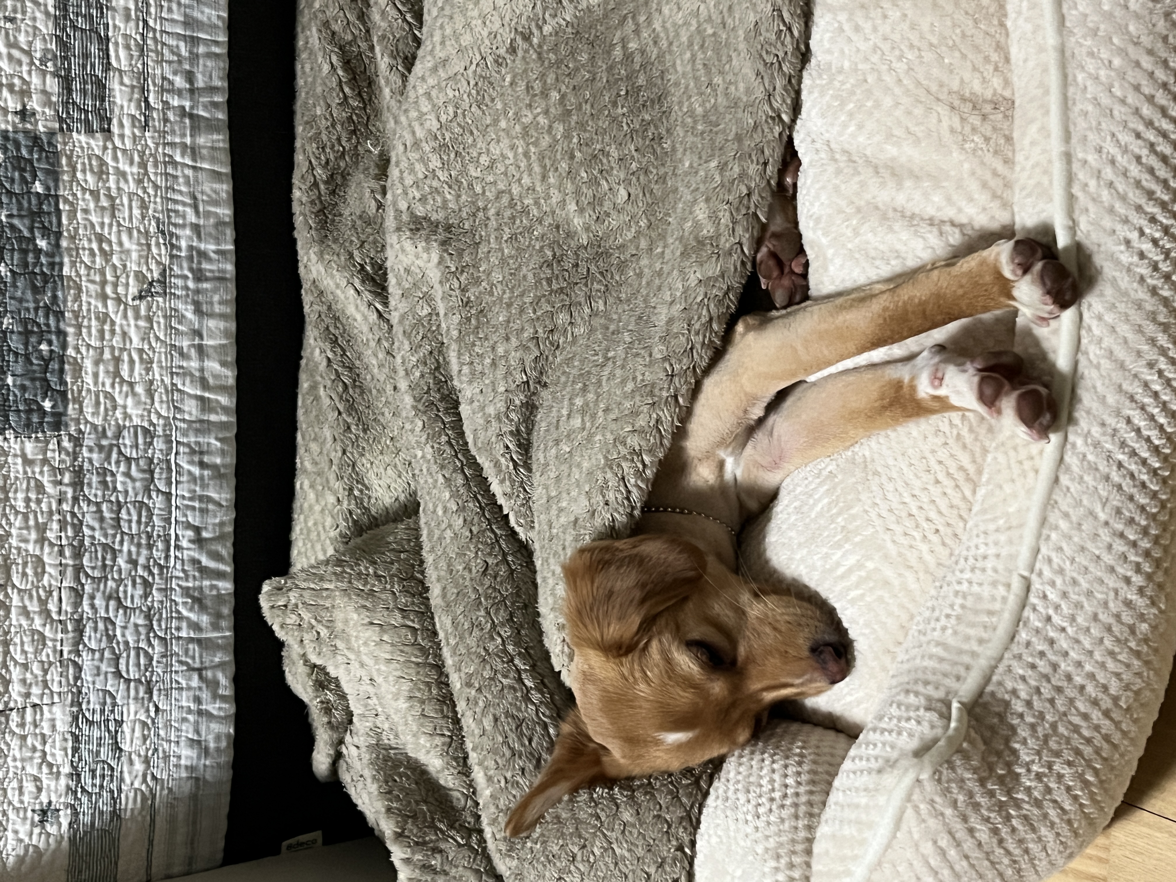 뽀또(이포)의 행복한 막내일기 <2>