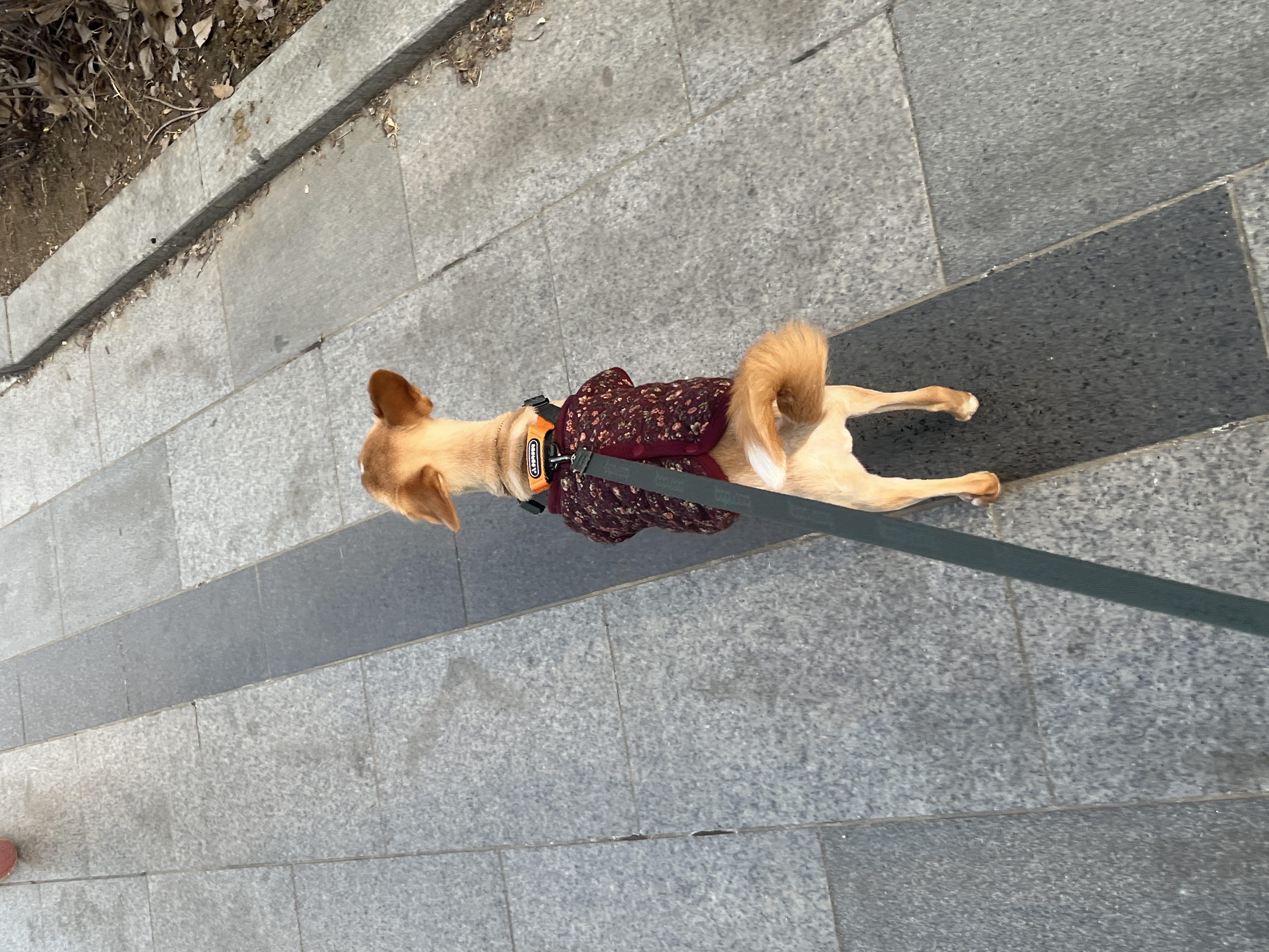 뽀또(이포)의 행복한 막내일기 <2>