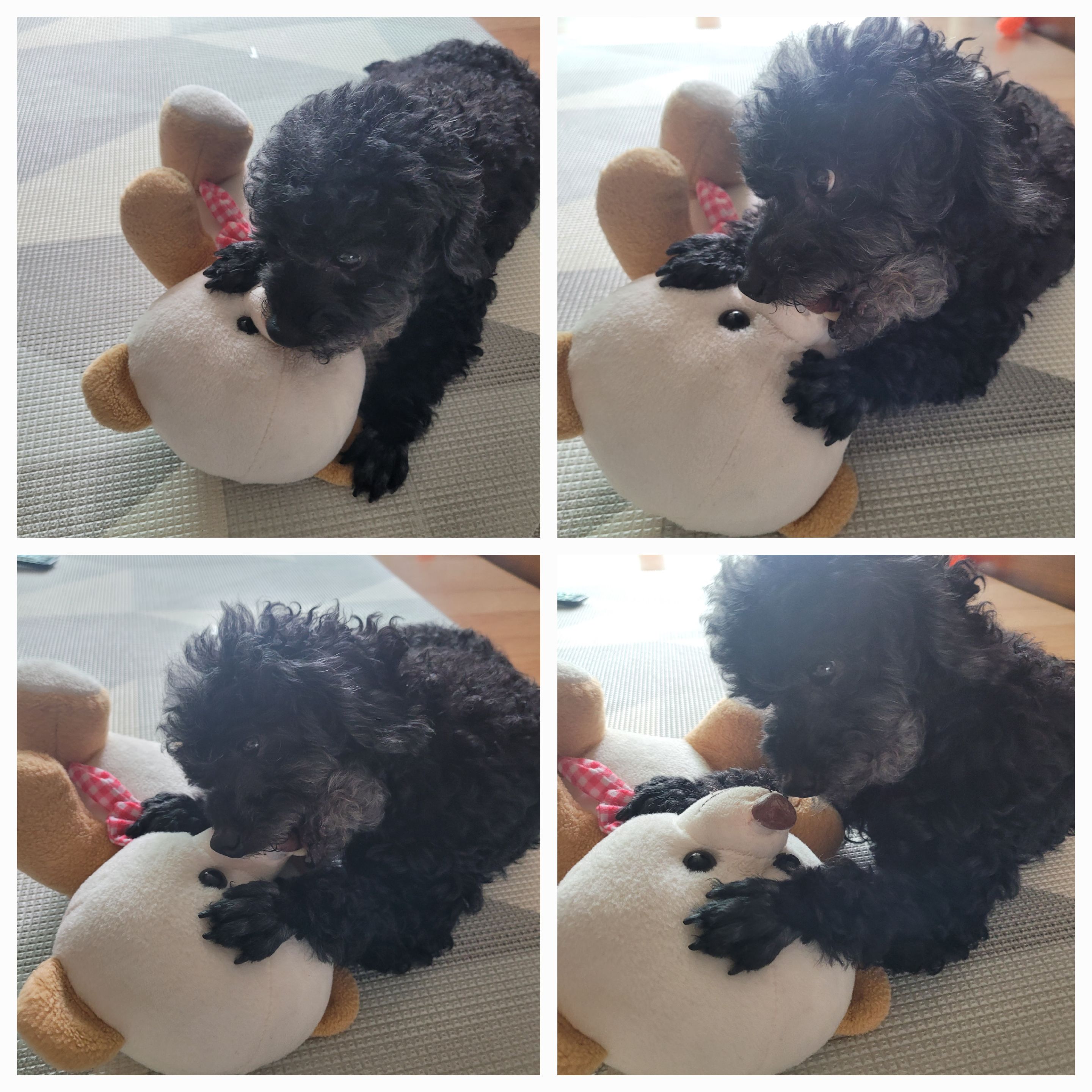 콩이(전 뽀송이) 입양2년후기