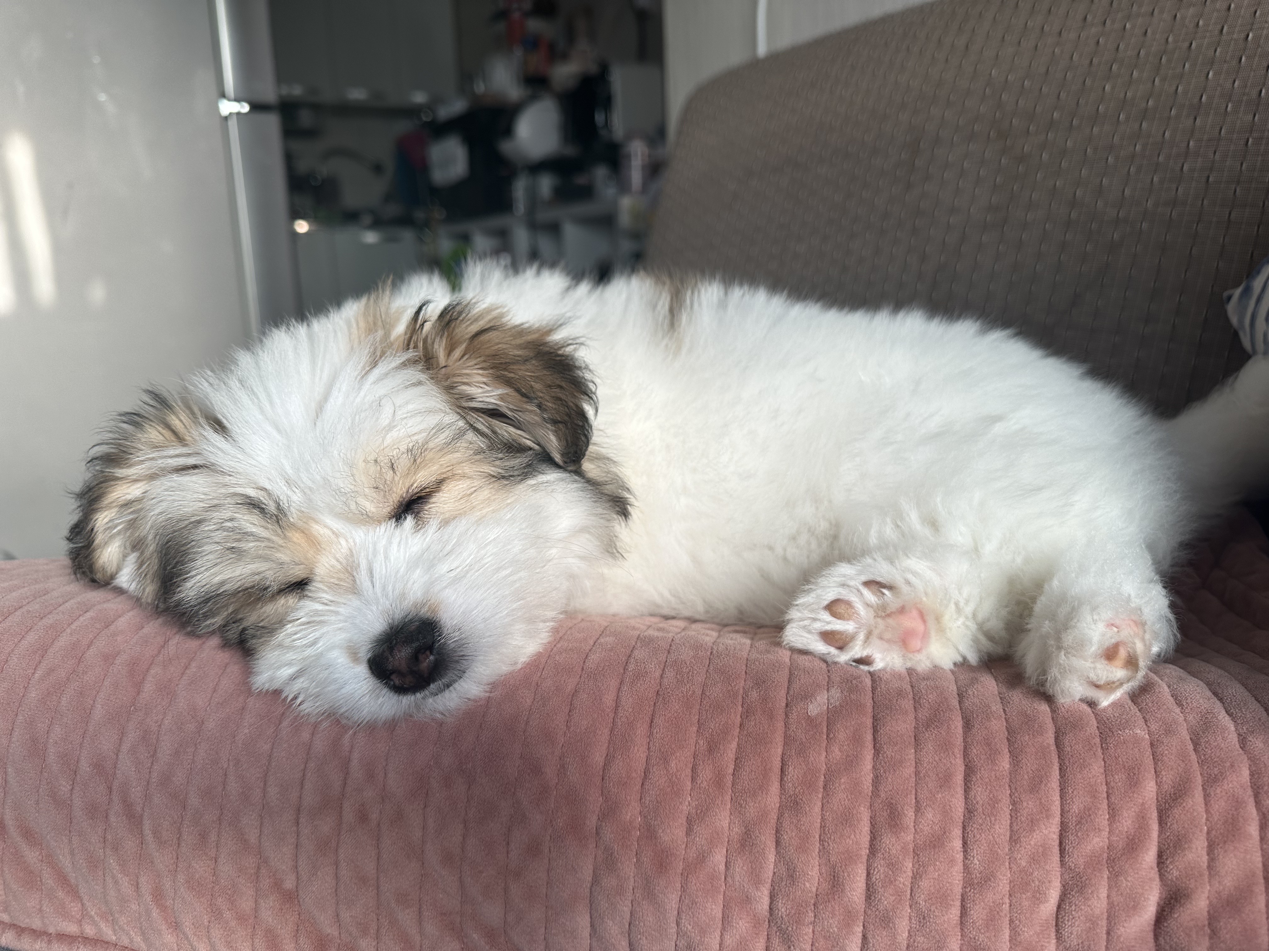 순무 애기 한마리 입양 가족입니다!