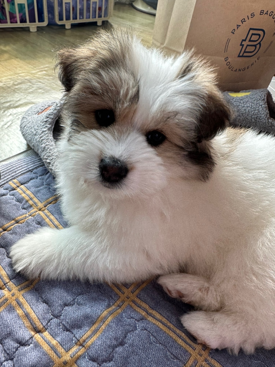 순무 애기 한마리 입양 가족입니다!