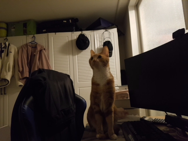 [필구] 임시보호 일주일차 후기